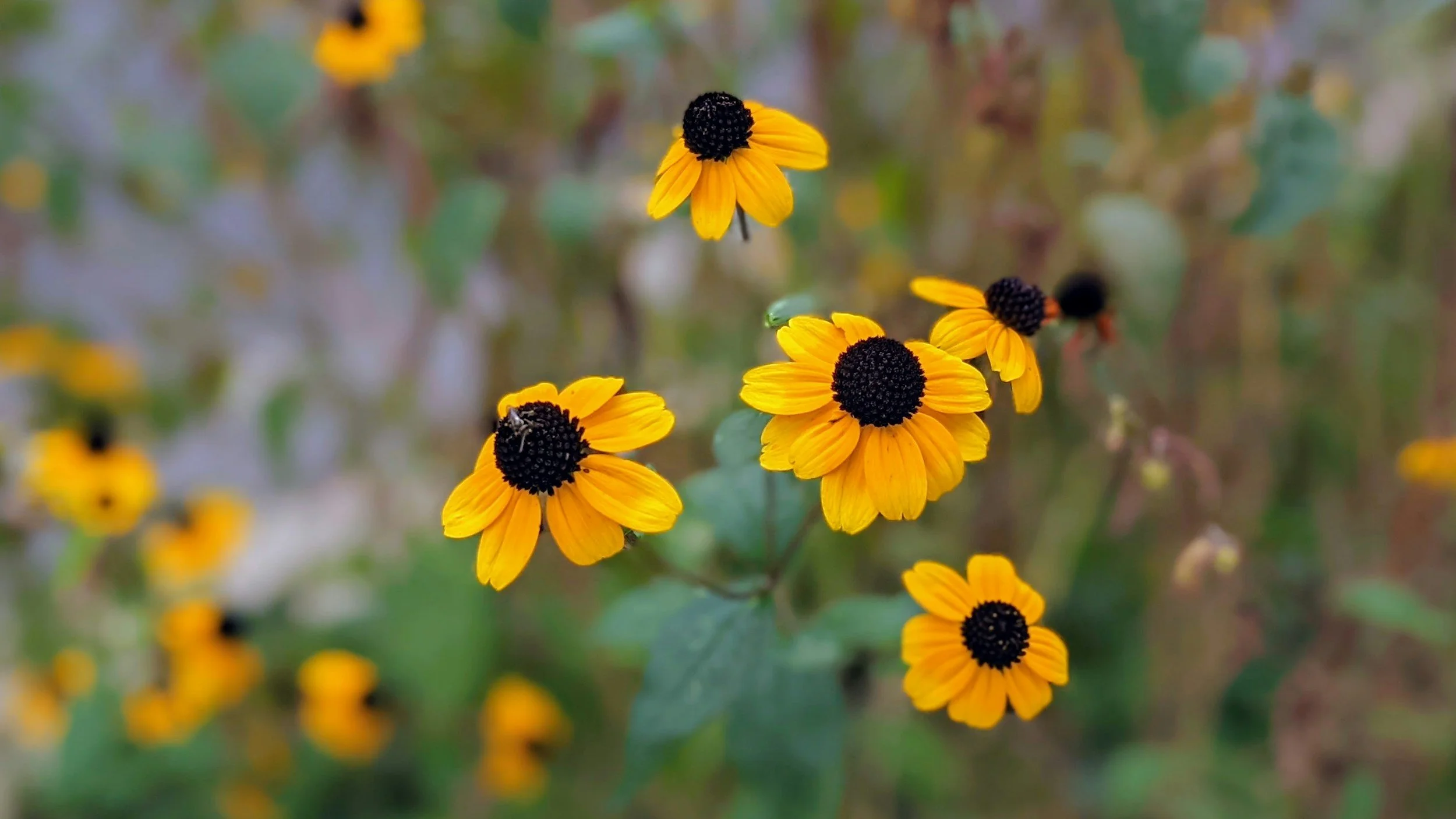black eyedsusan native perrenials