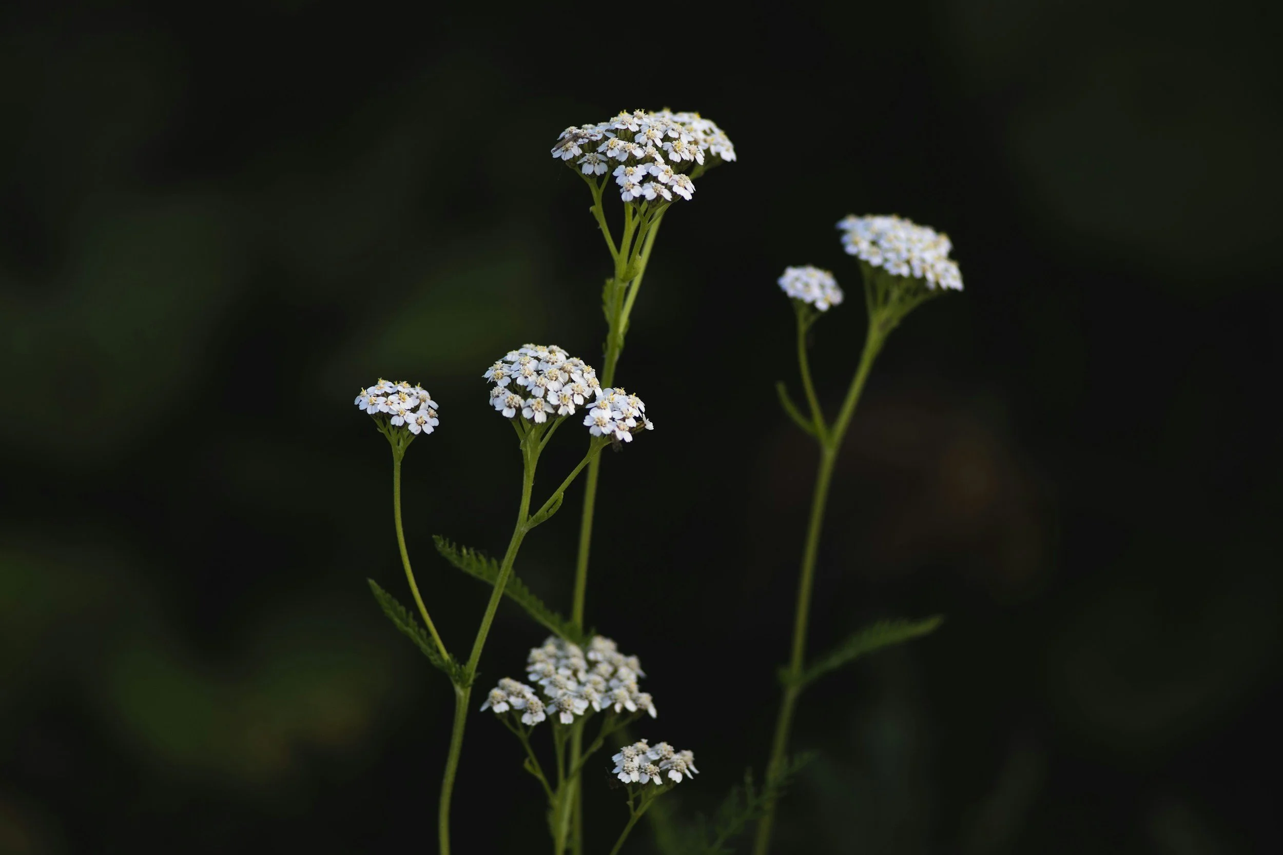 yarrow-wyoming-native-perennials