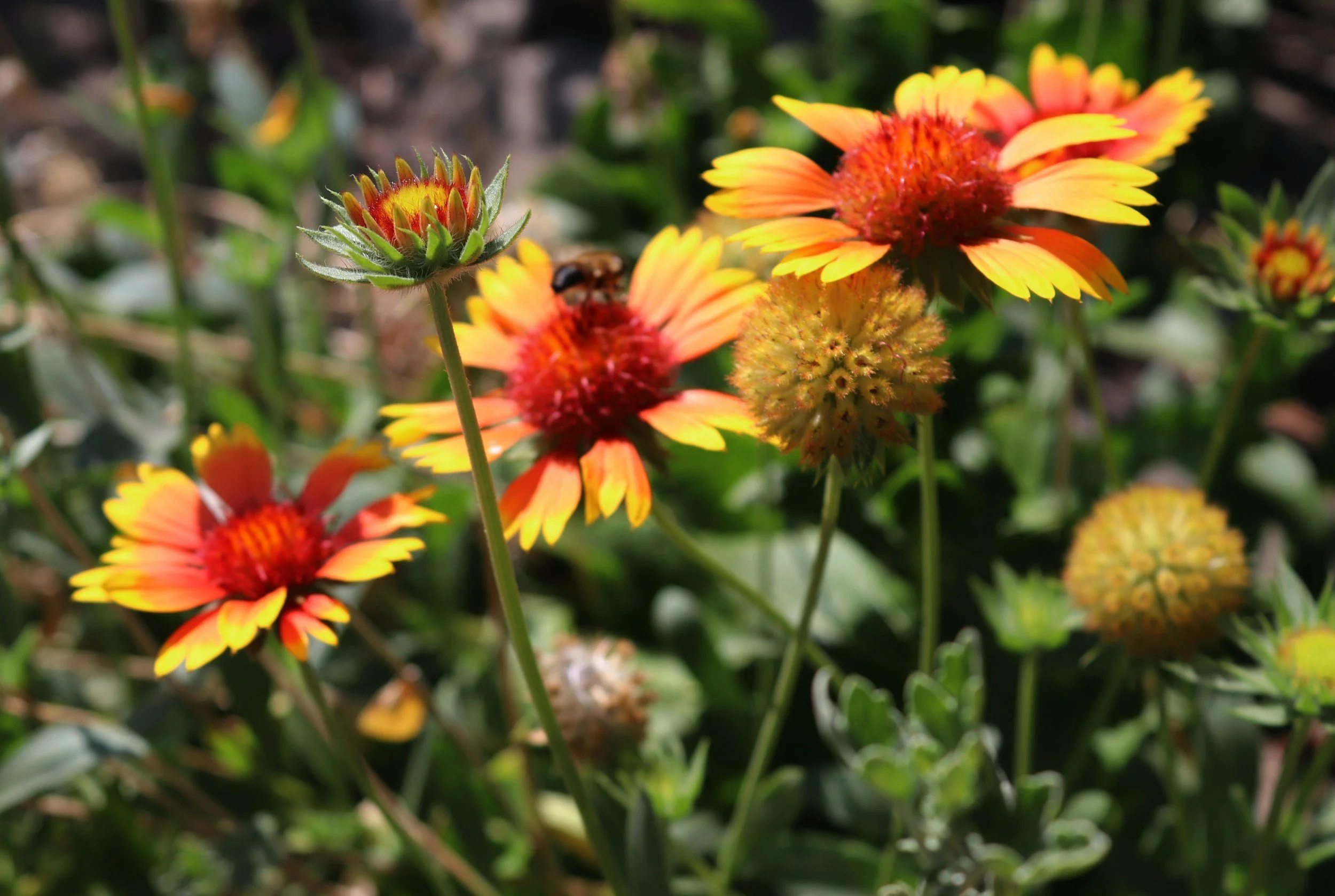 blanket-flower-wyoming-native-perennials