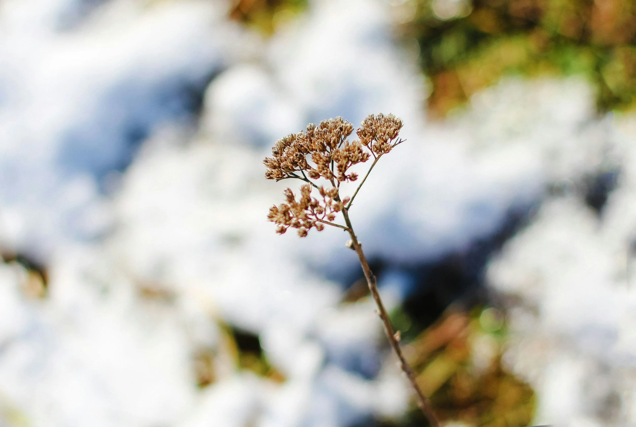 snowy-milkweed-wyoming-native-perennials