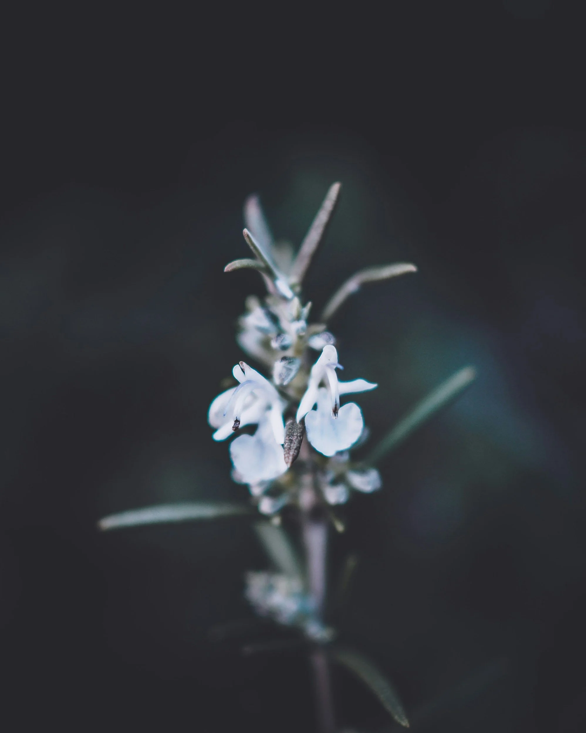 silvery-lupine-wyoming-native-perennials