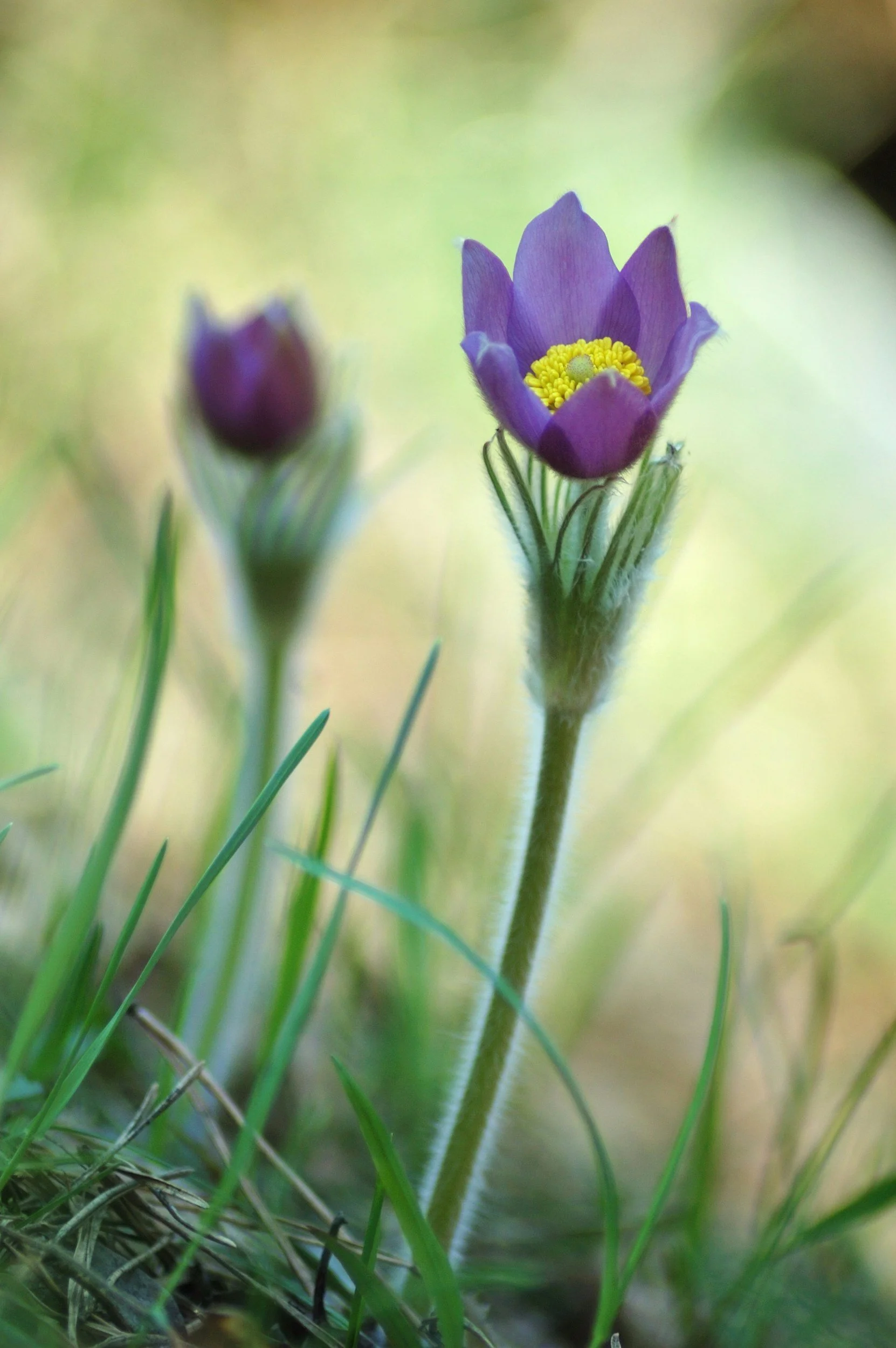 pasque-flower-wyoming-native-perennials