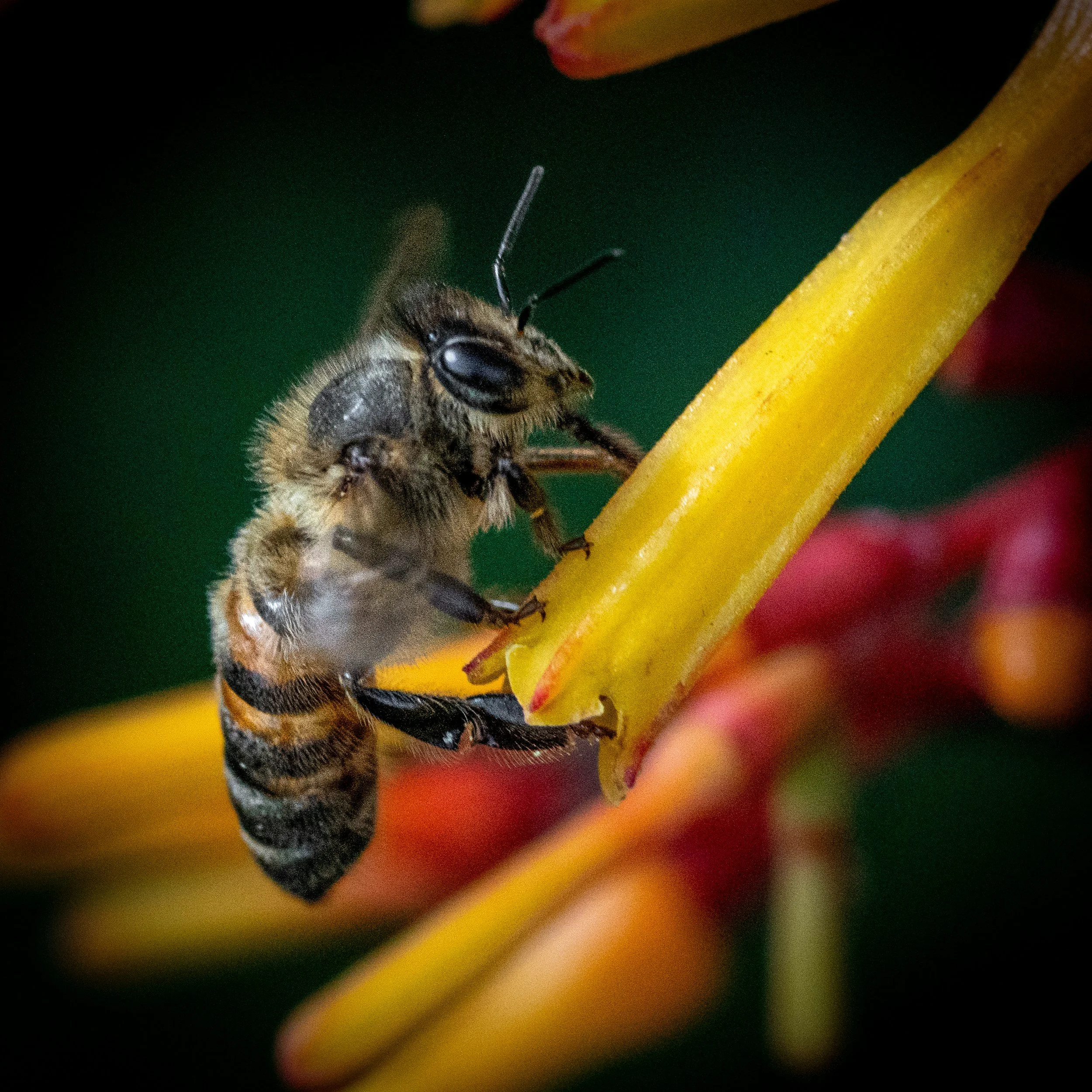 polinator-bee-wyoming-native-perennials