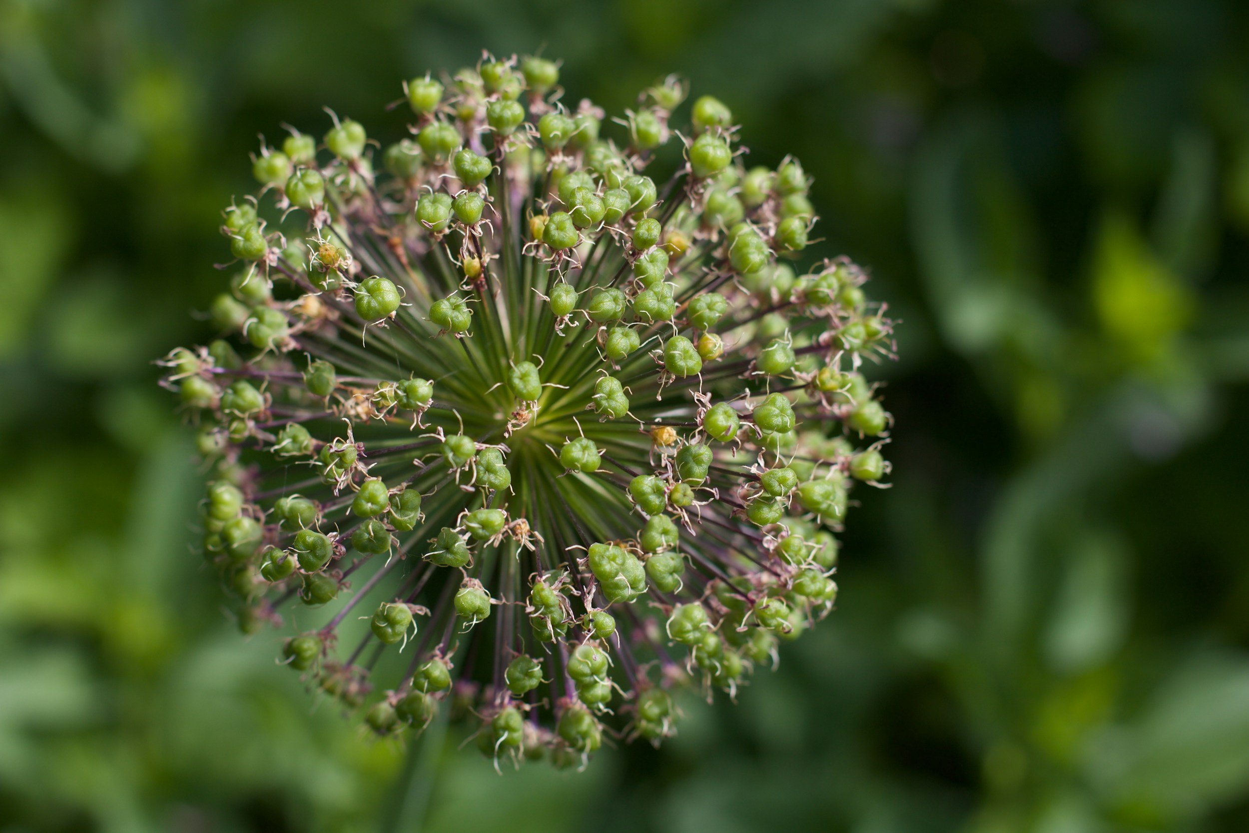 deadhead-wyoming-native-perennials