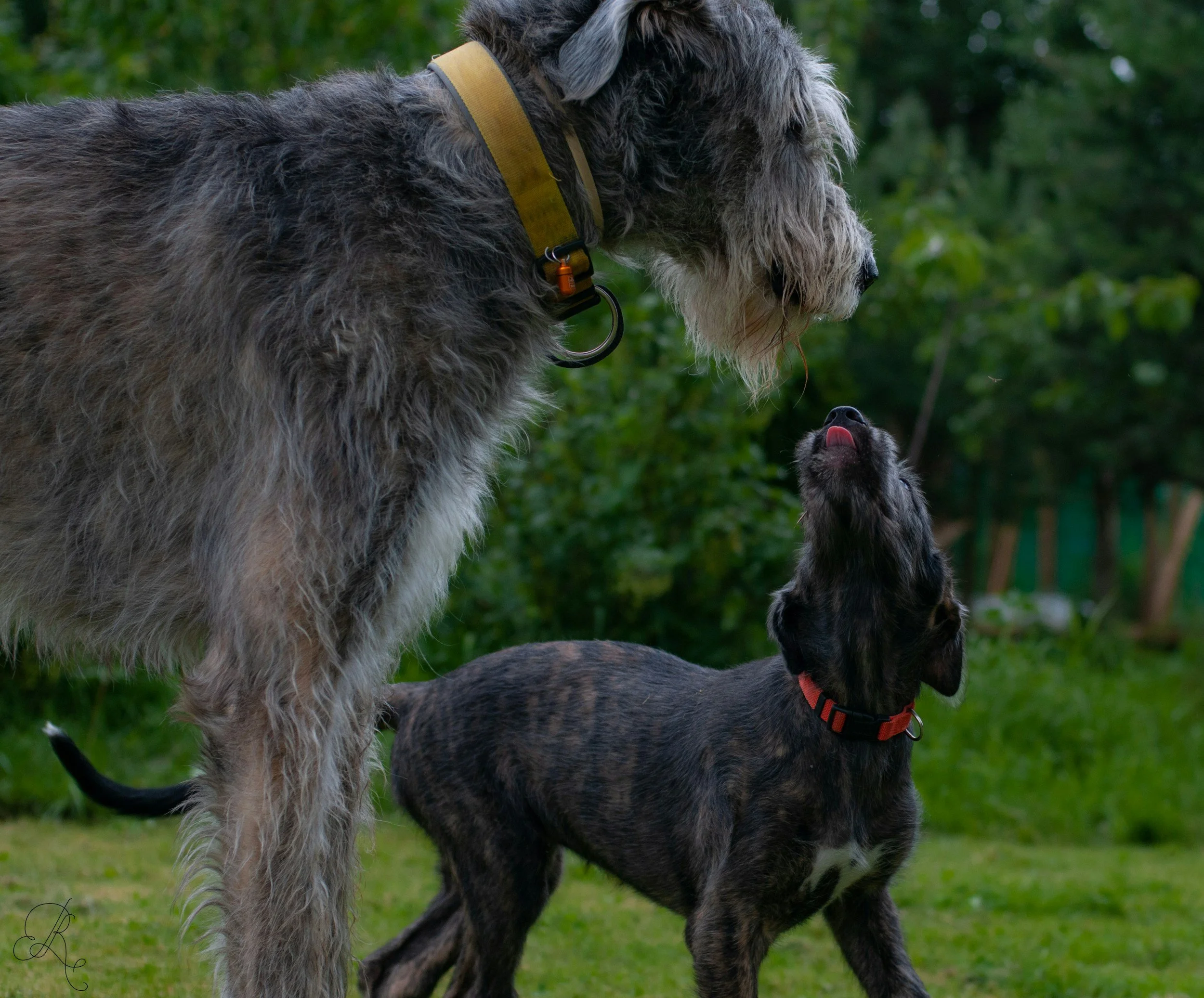 dog-training-dog-mental-stimulation