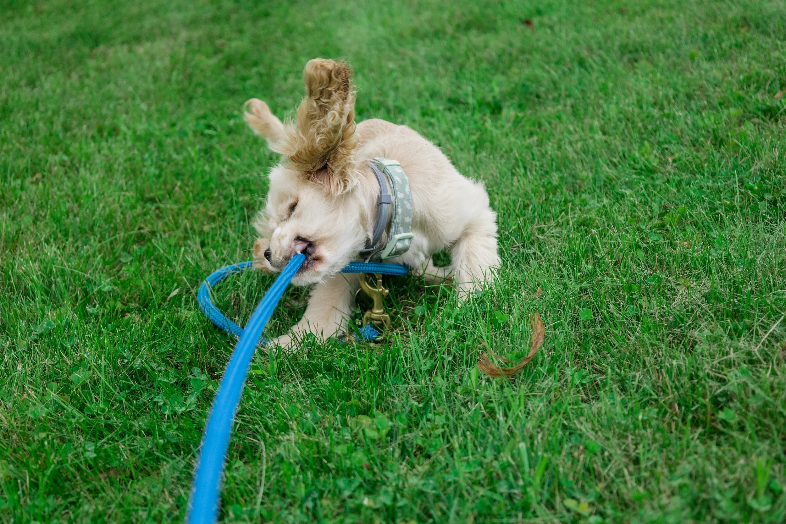 dog-training-dog-mental-stimulation