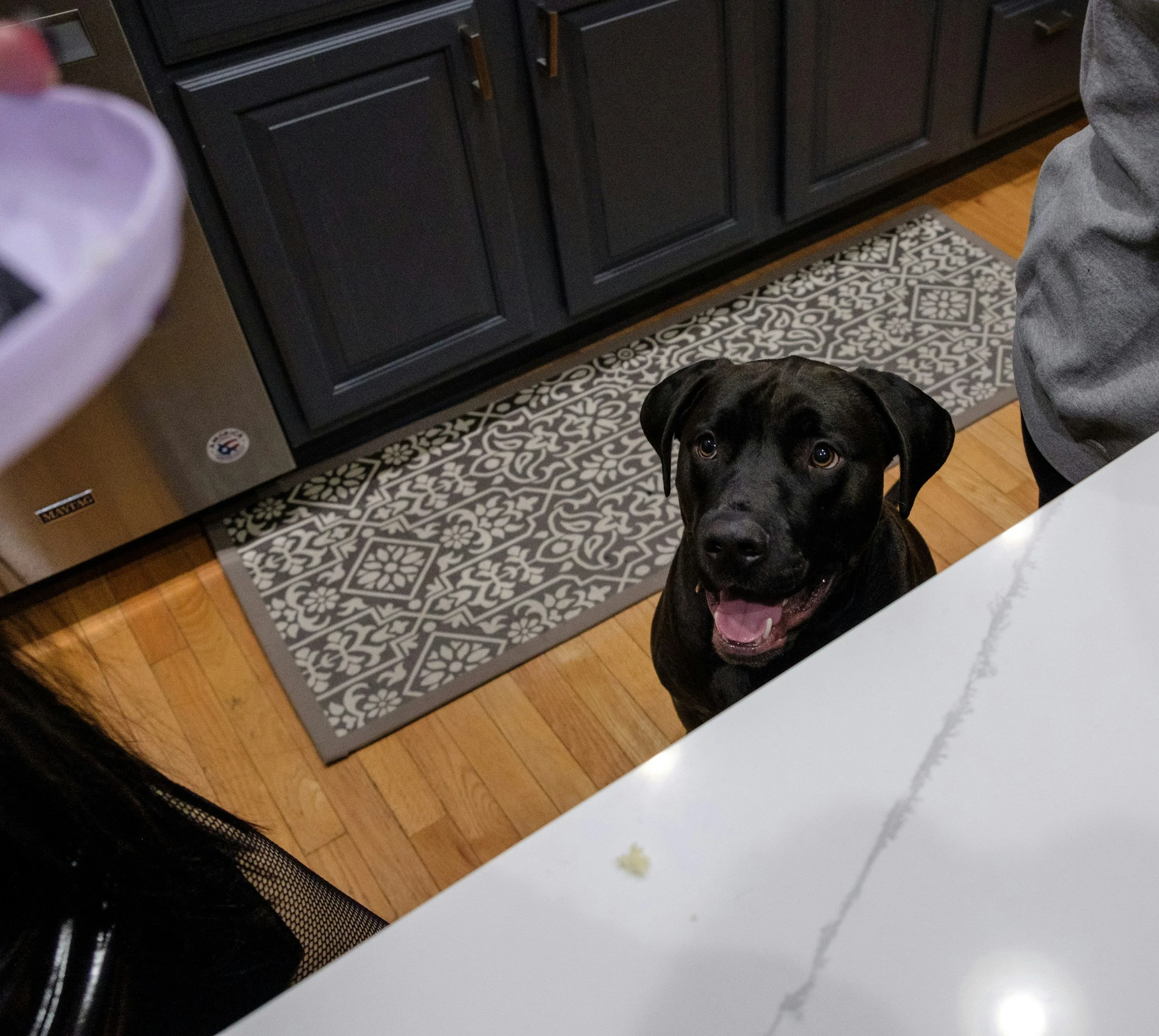 dog-training-dog-behaivor-boundary-training