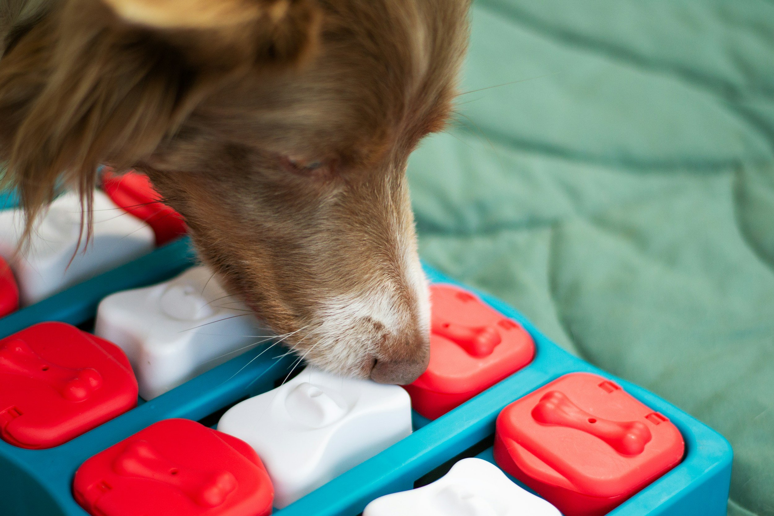 dog-training-dog-mental-stimulation