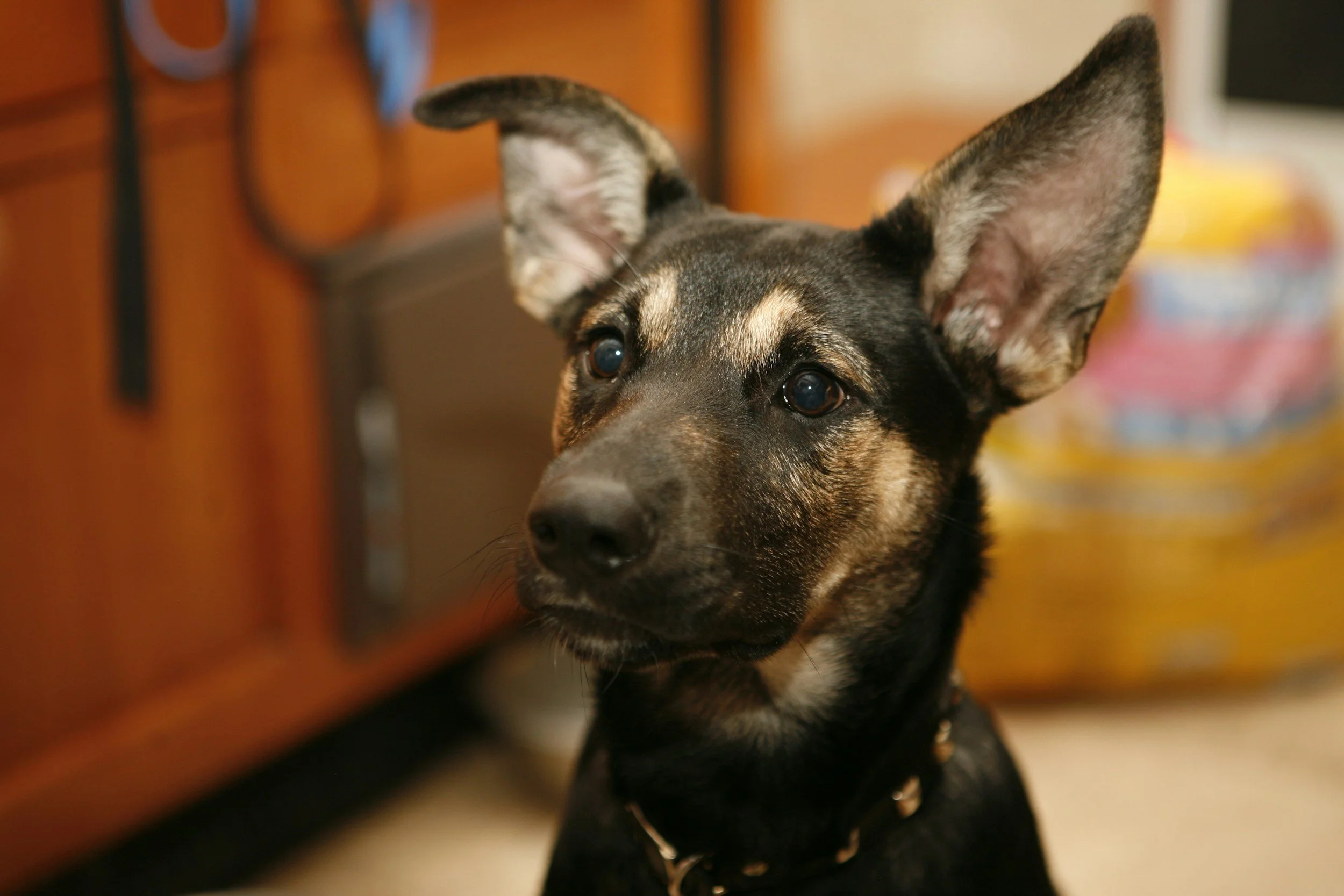 dog-training-dog-behavior