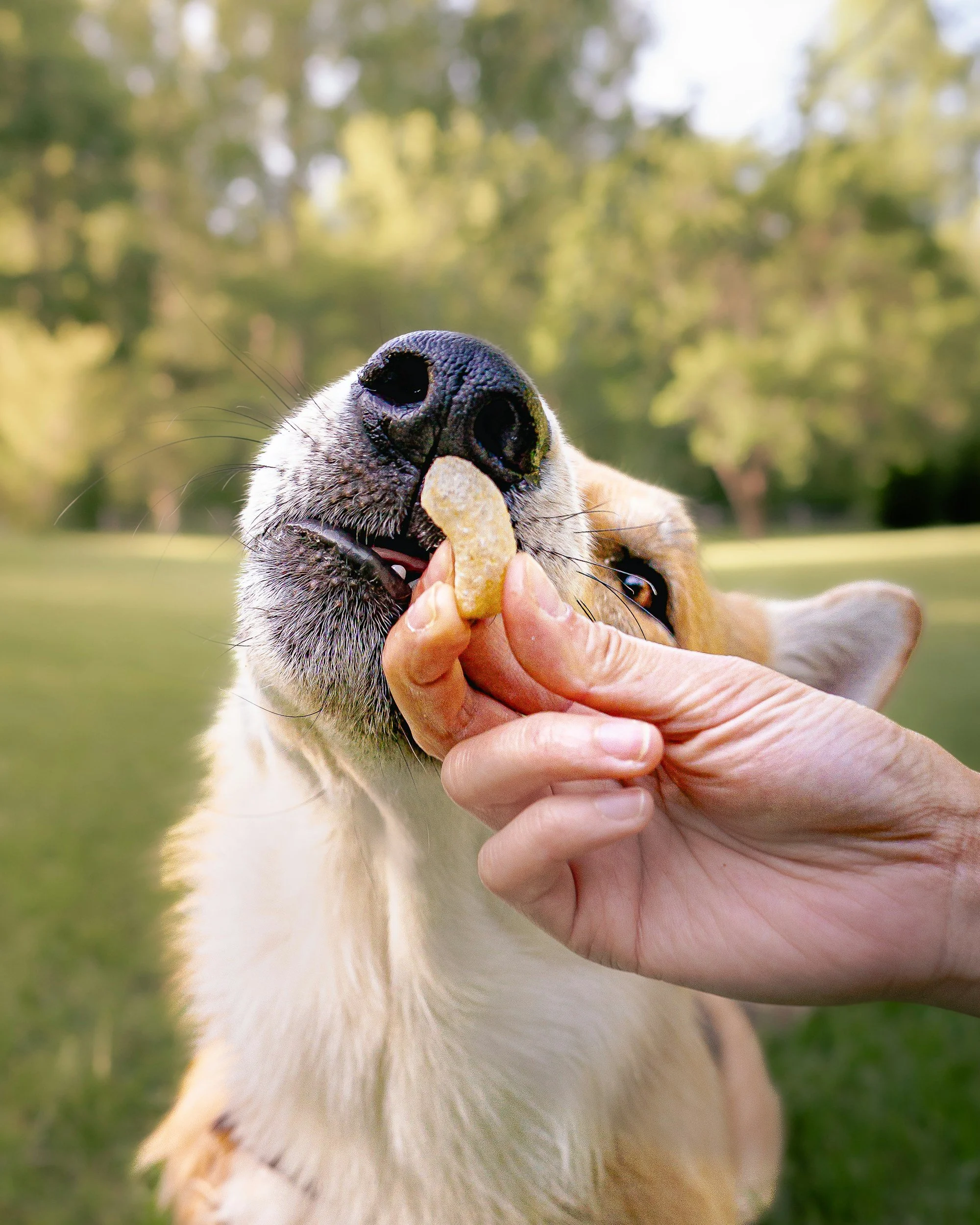 dog-training-dog-behavior