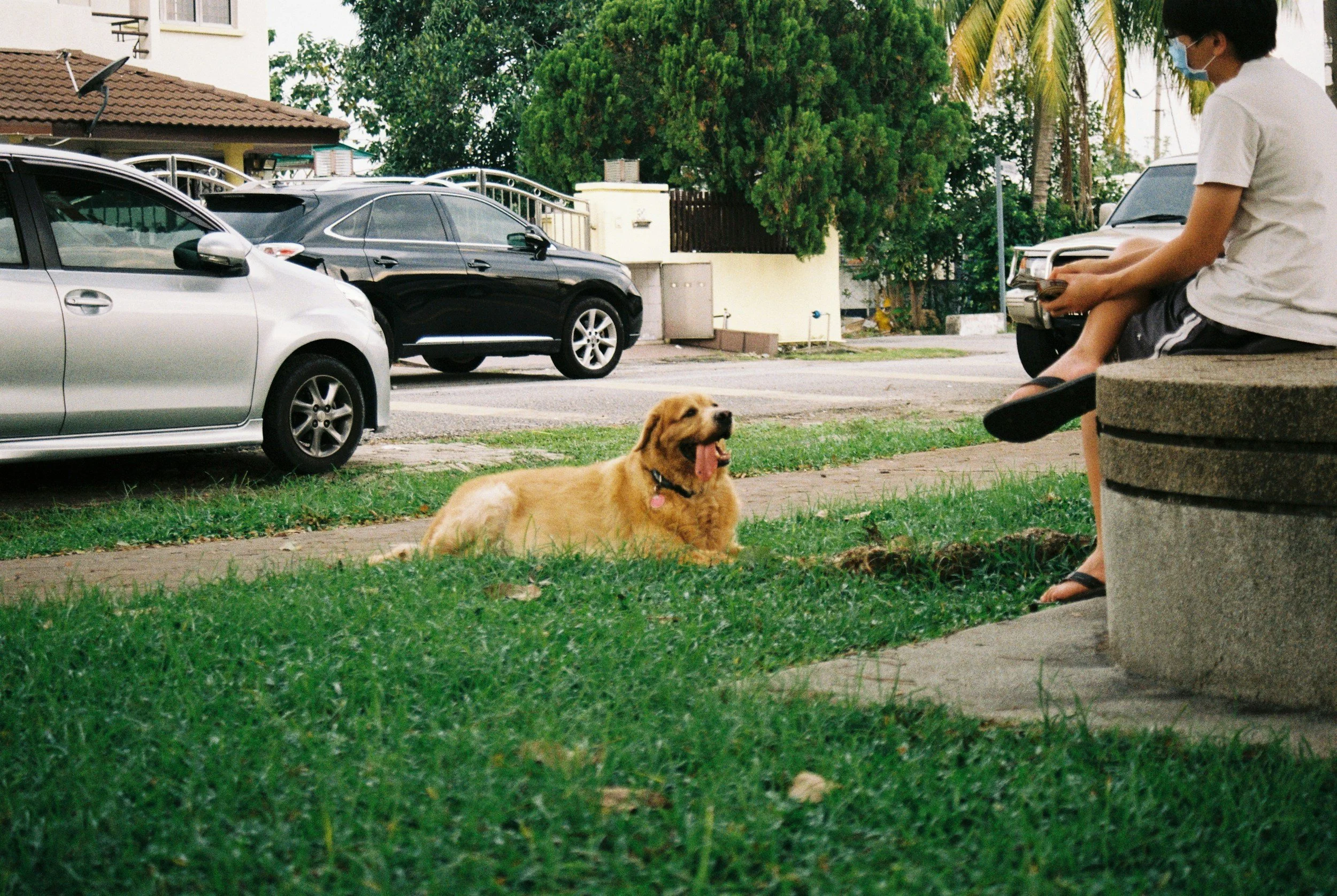 dog-training-dog-behavior-train-boundaries