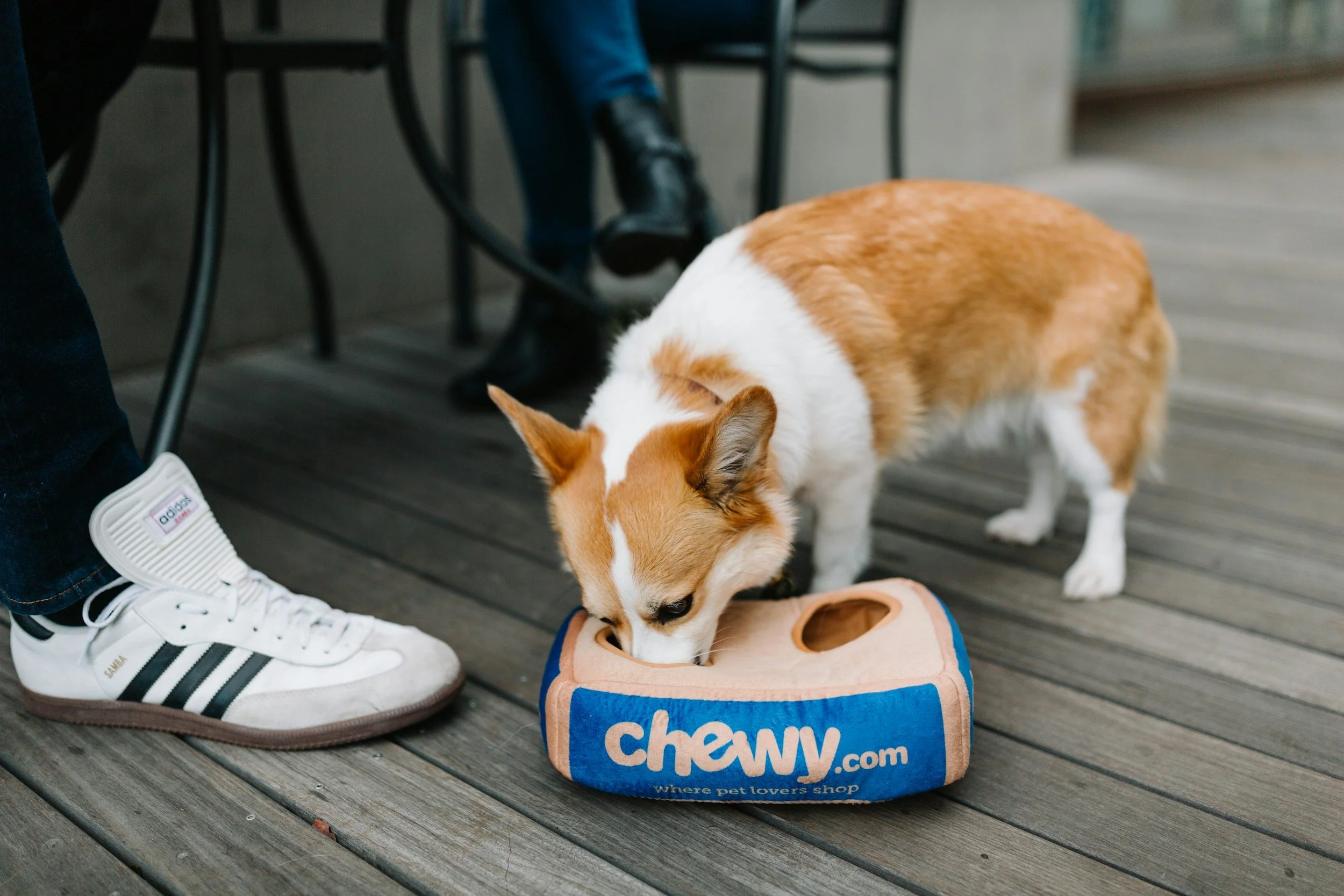 dog-training-dog-behavior-mental-stimulation