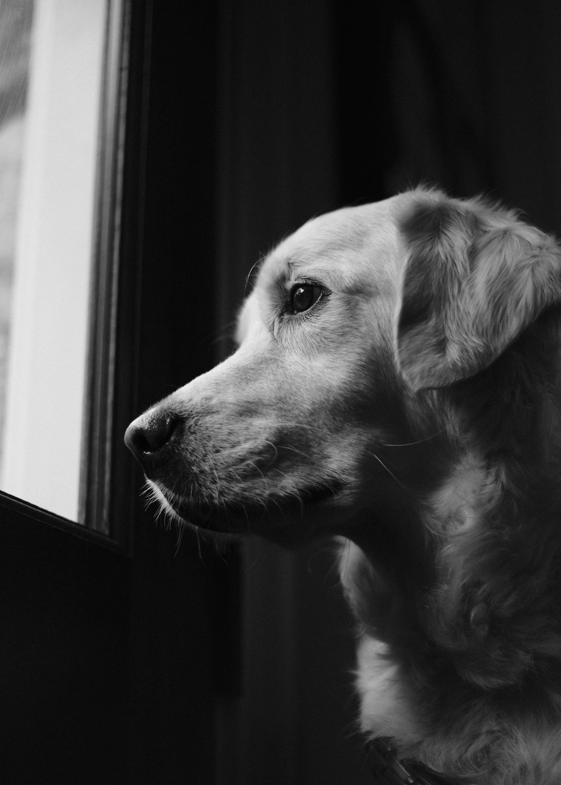 dog-training-dog-behavior-mental-stimulation
