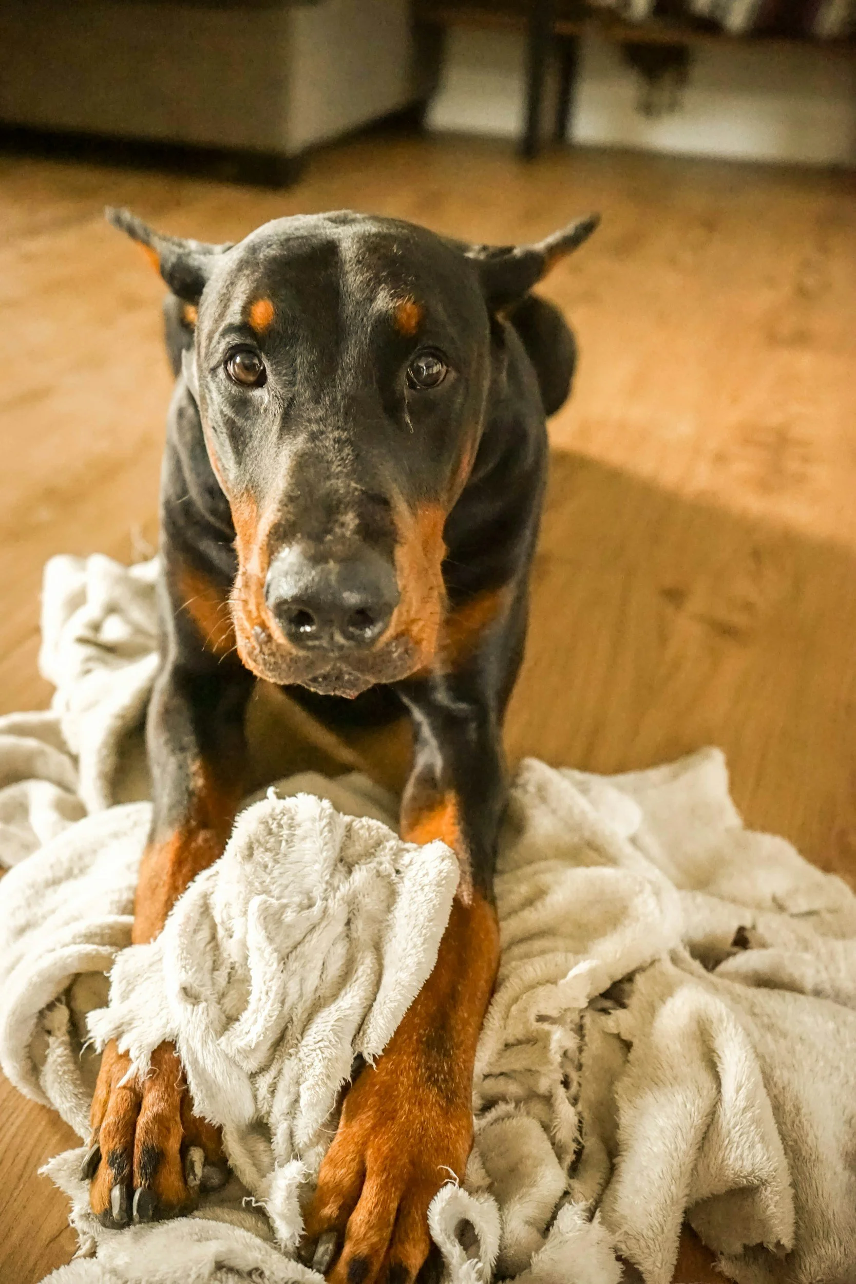 dog-training-dog-behavior-mental-stimulation