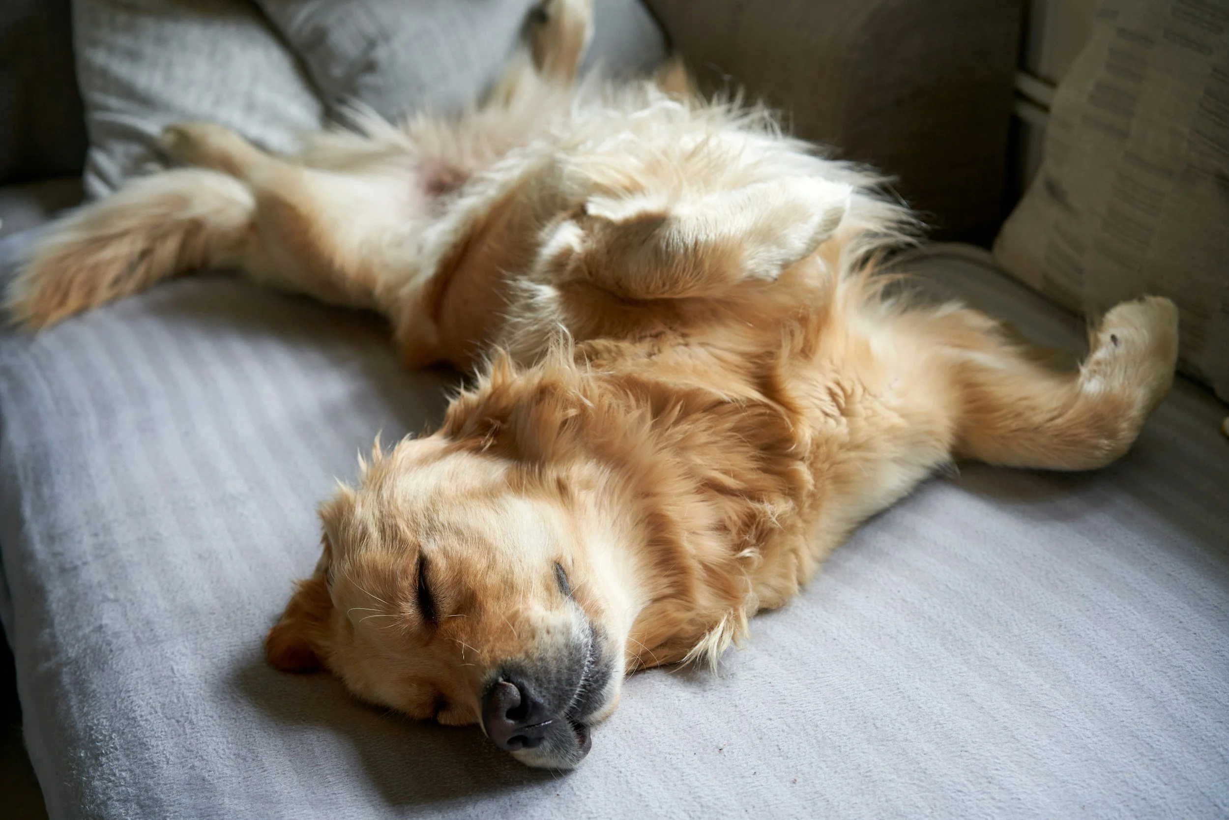 dog-training-behavior-calm-dog