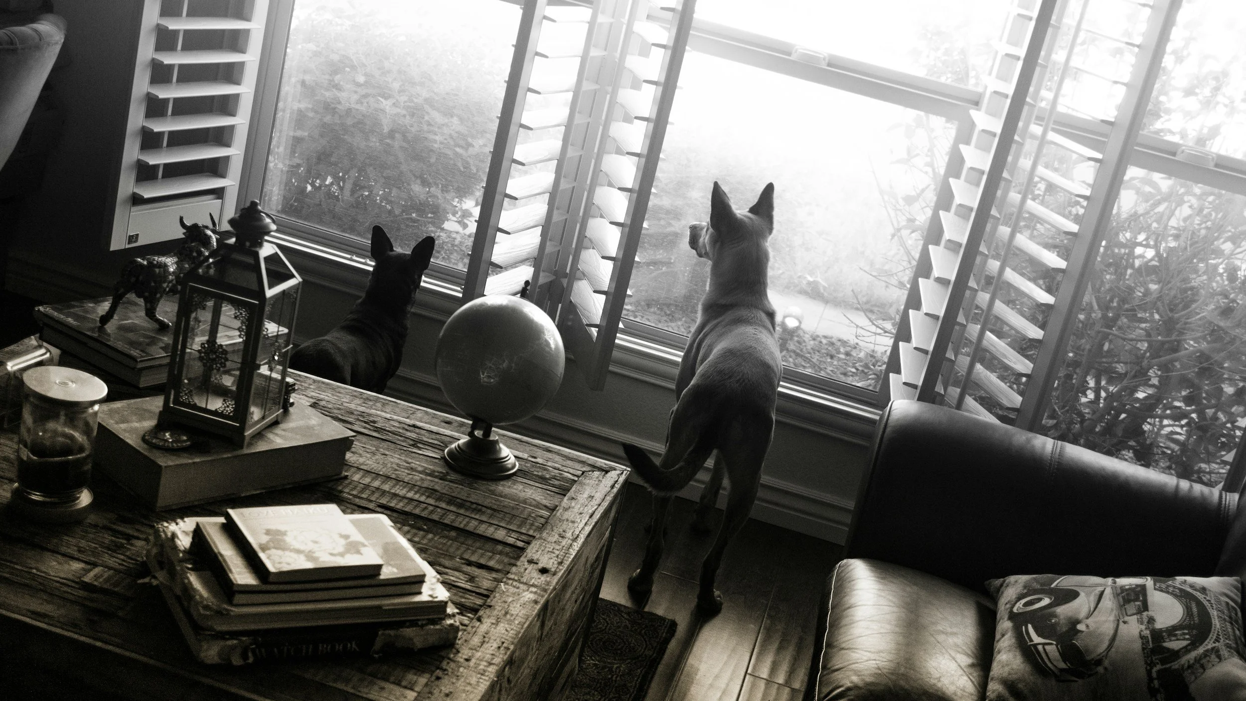 dog-training-dog-behavior-calm-mental-stimulation