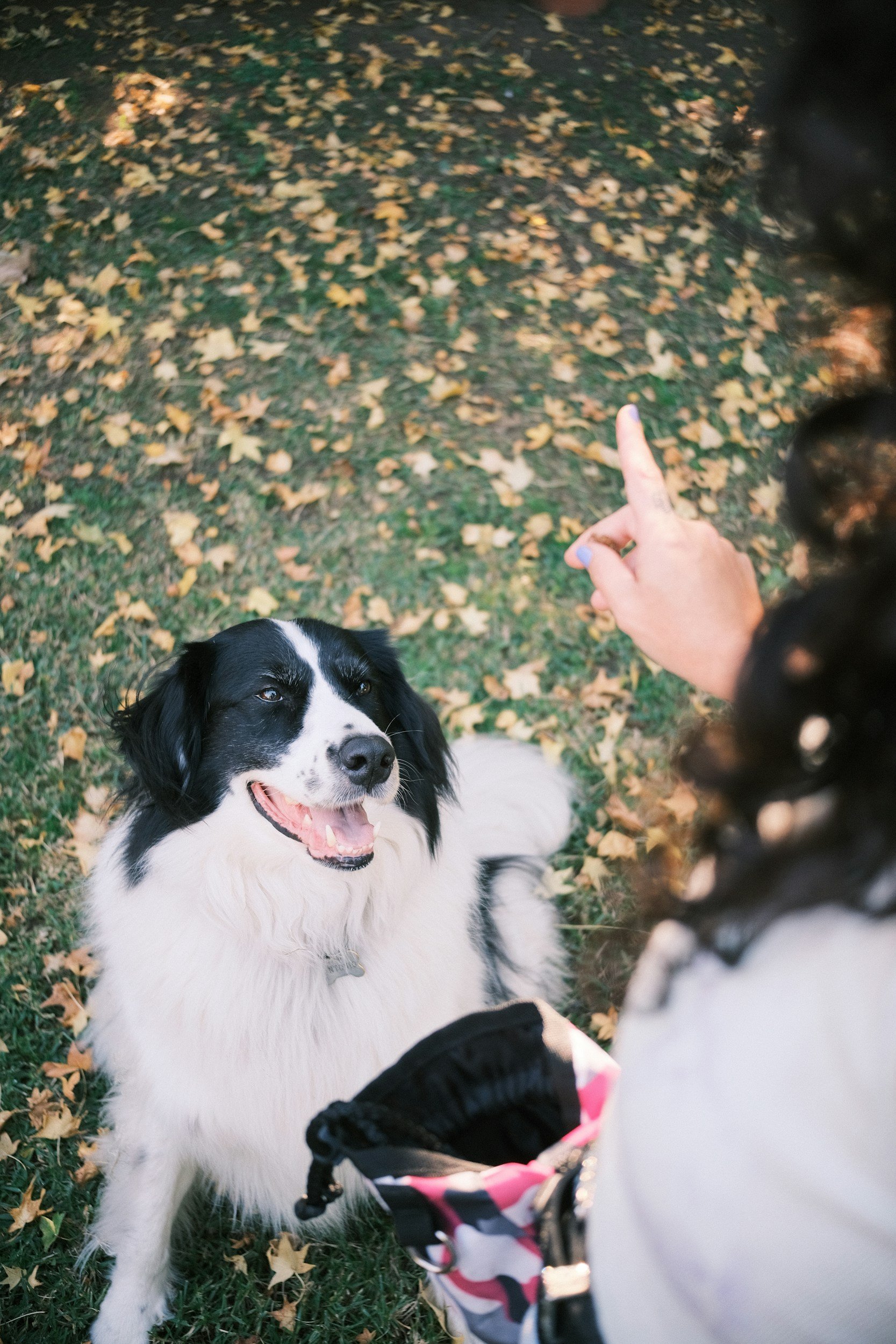 dog-training-dog-behavior-calm-mental-stimulation