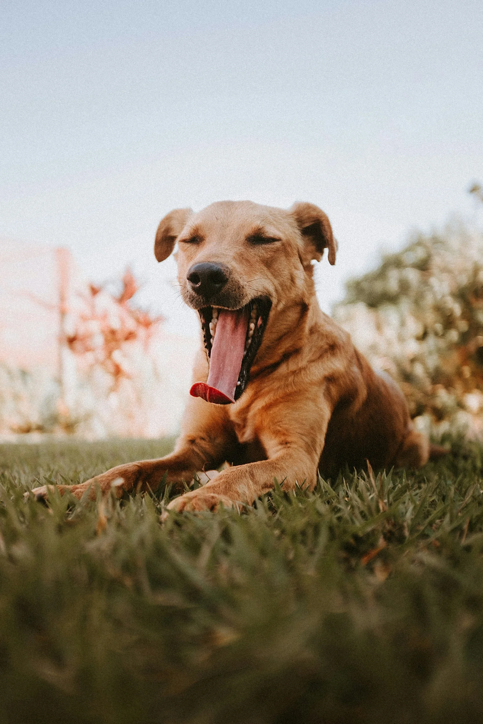 dog-training-dog-behavior-calm-mental-stimulation