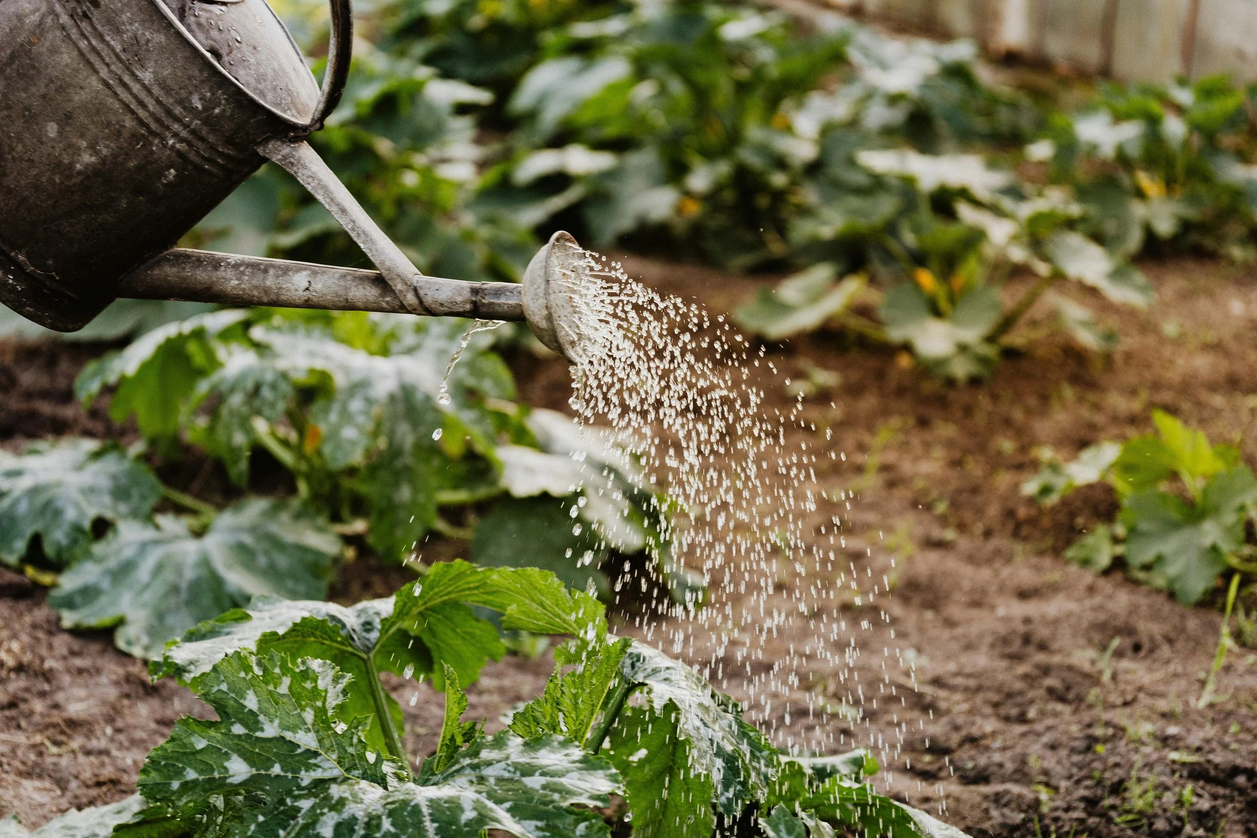 Watering Your Garden When It’s Hot, Dry, and Windy