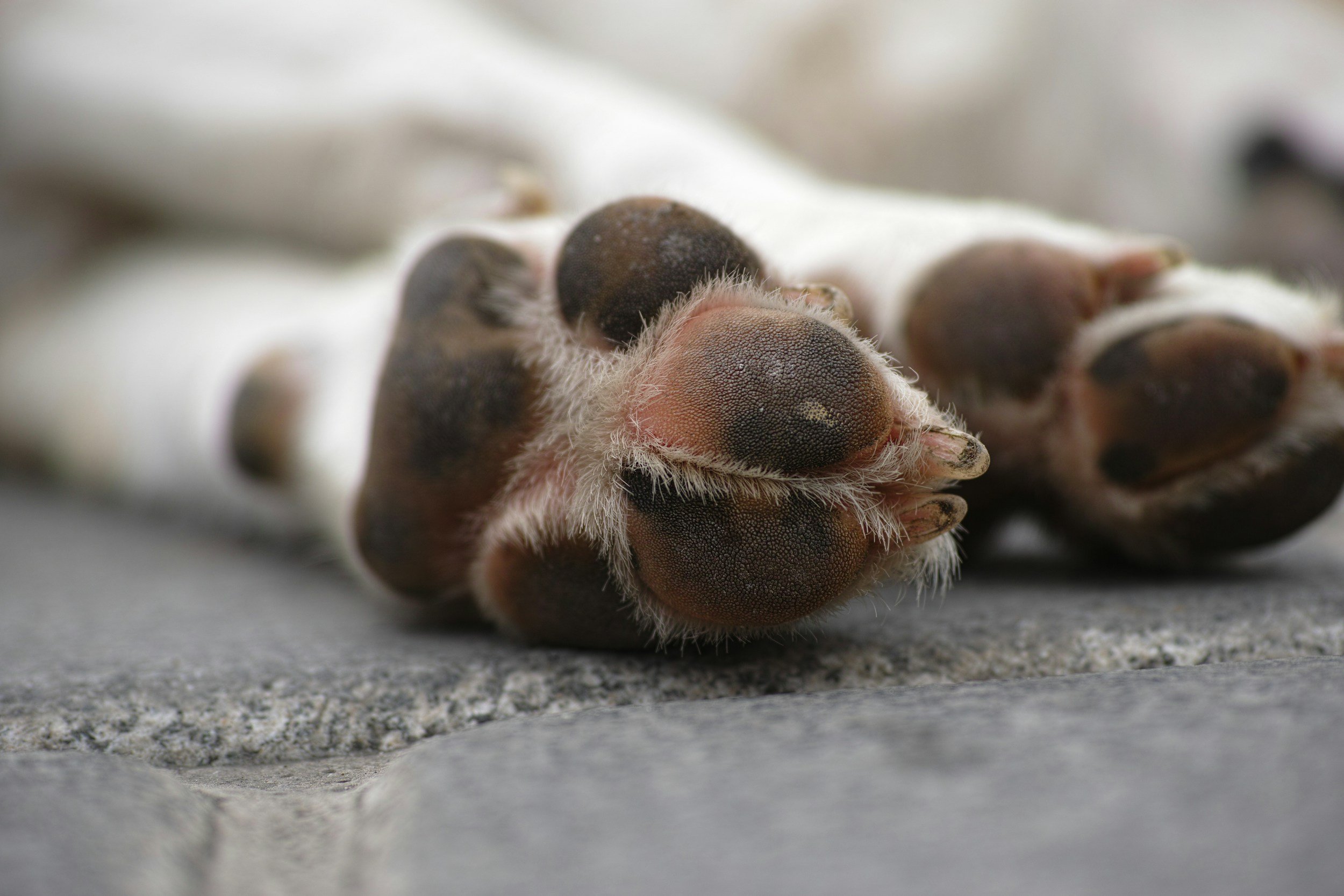 paw care at home for dogs