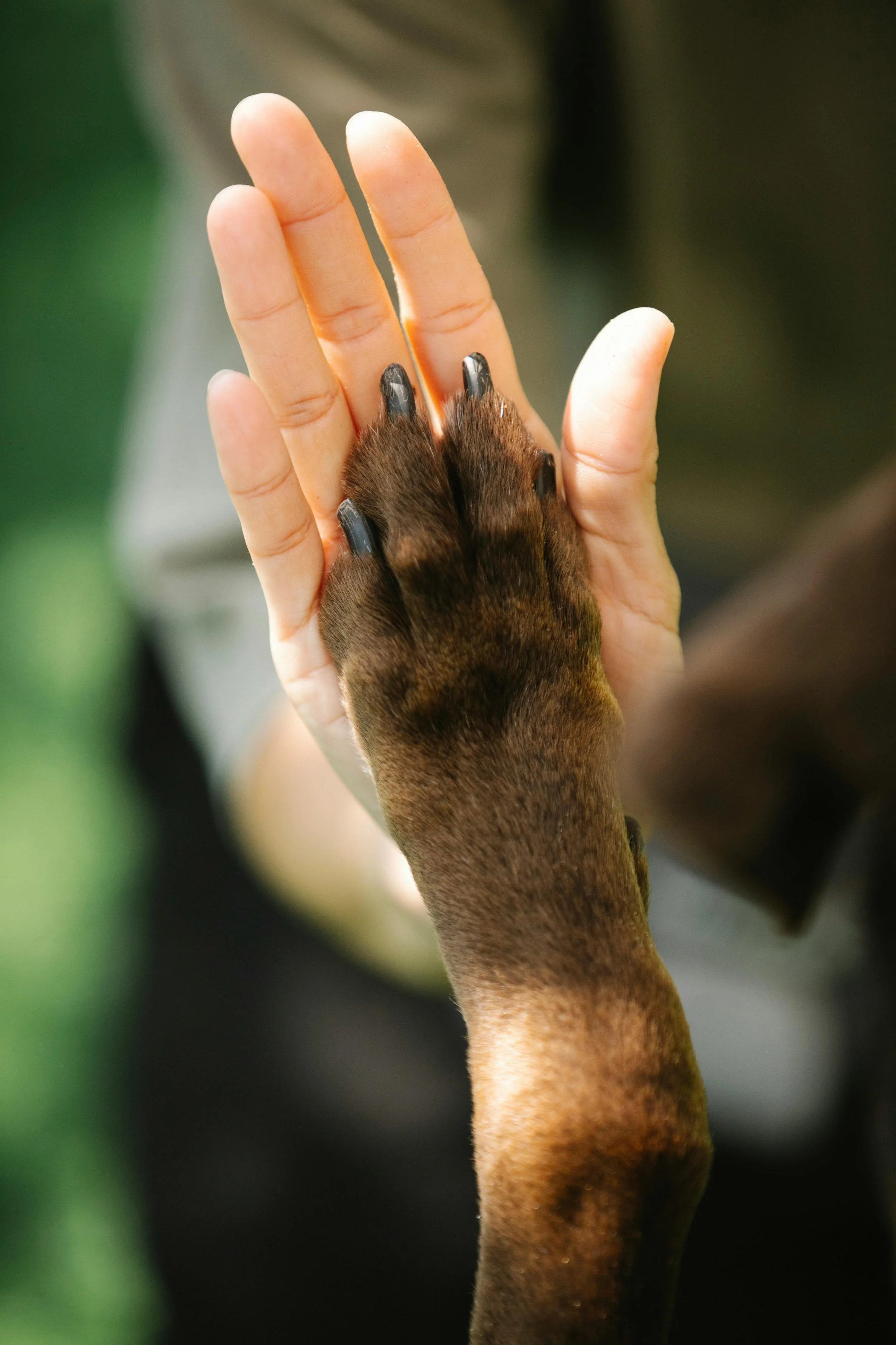 A human hand holding and touching the paw of an animal, possibly a dog or a similar creature, with visible claws and fur.