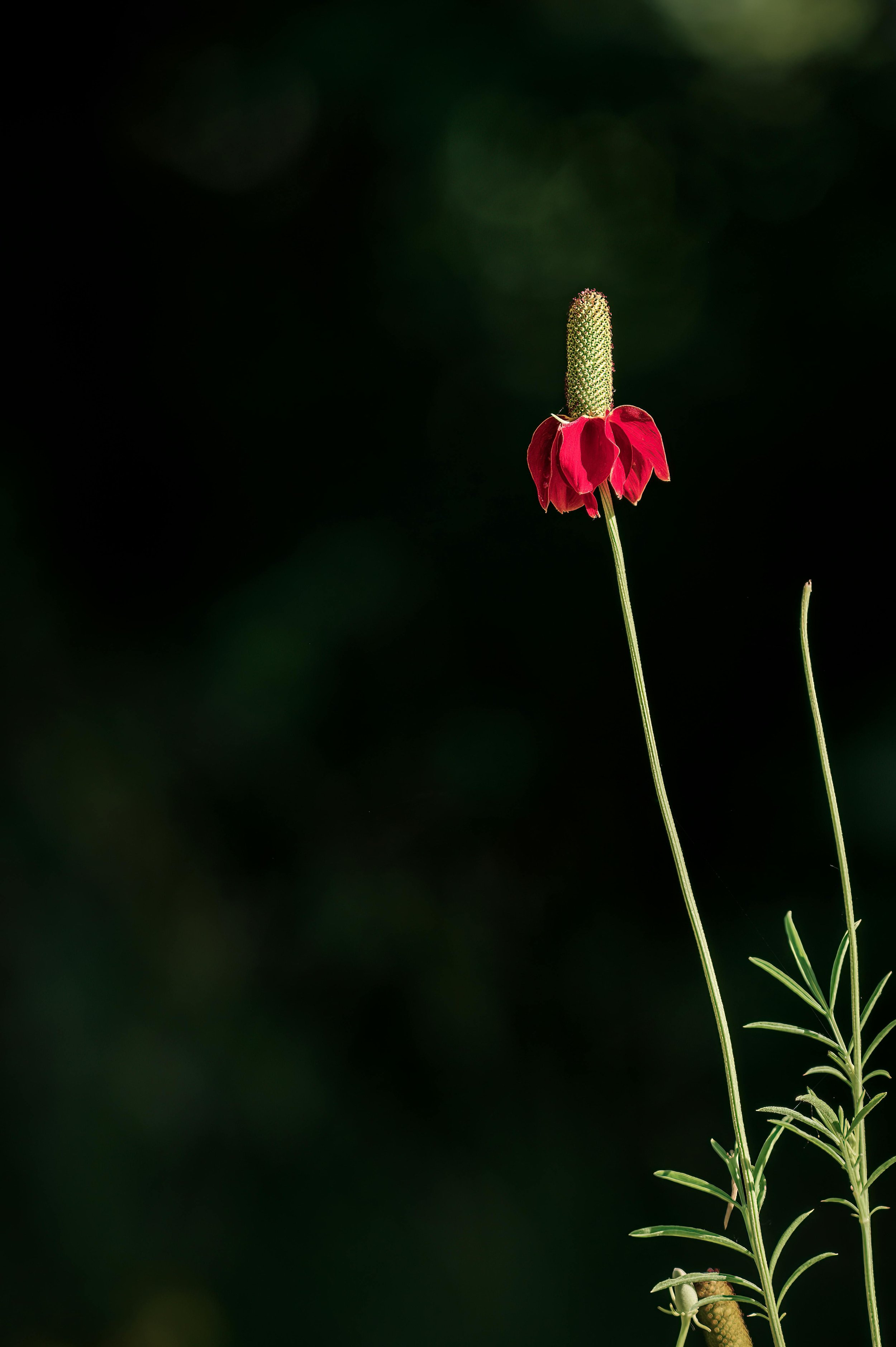 Native Perennials for Low- Maintenance Wyoming Gardens — Do It All ...