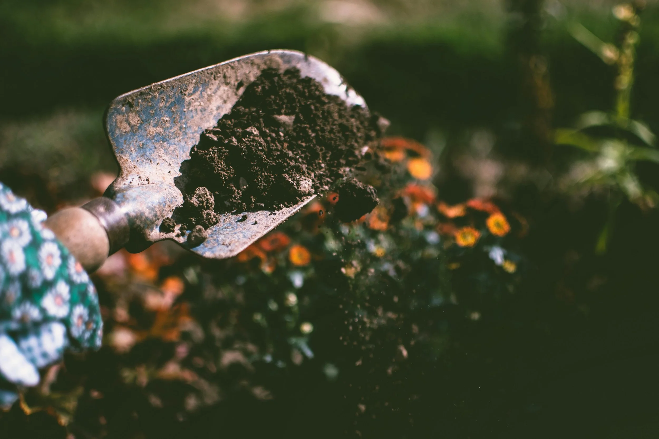 soil-gardening-for-beginners