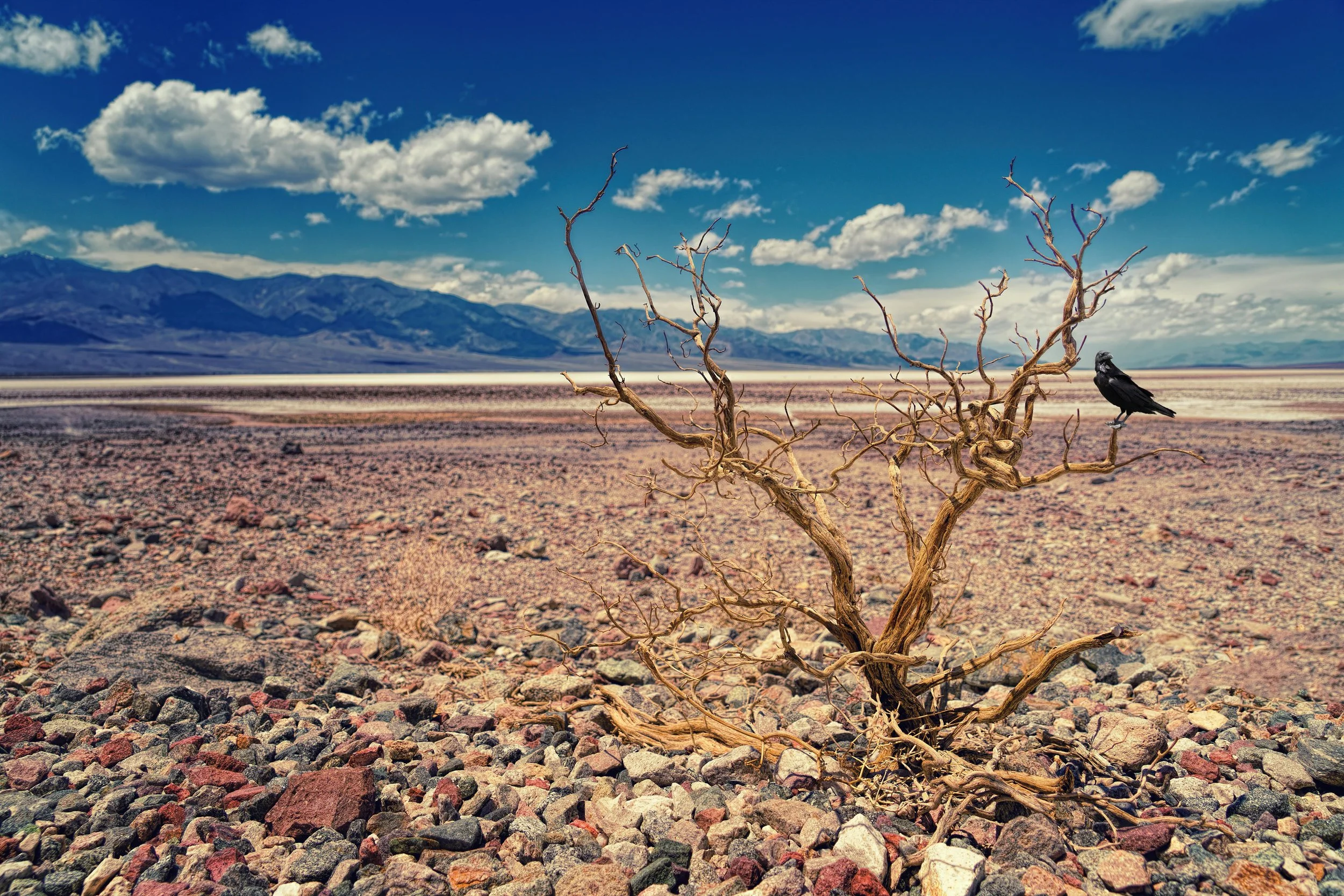 drought-resistant-plants-wyoming