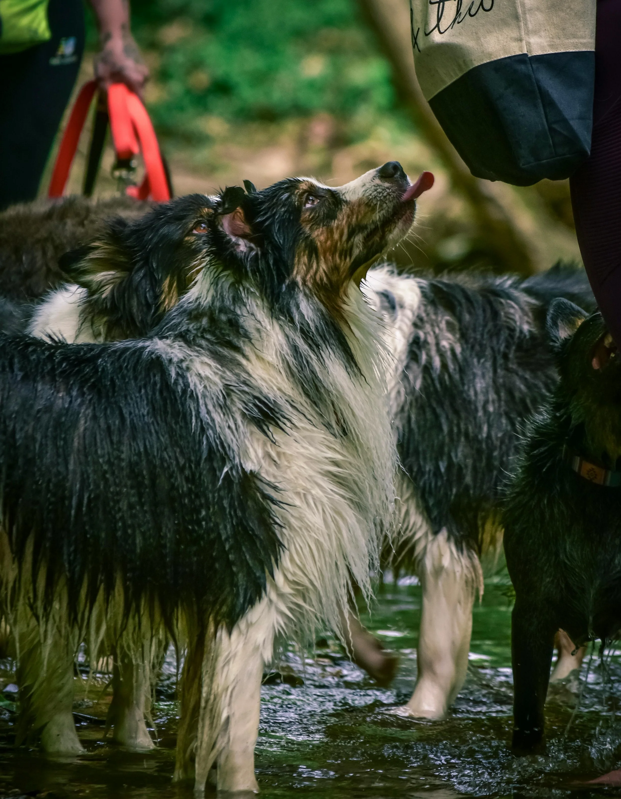 dog-training-dog-behavior-calm-mental-stimulation