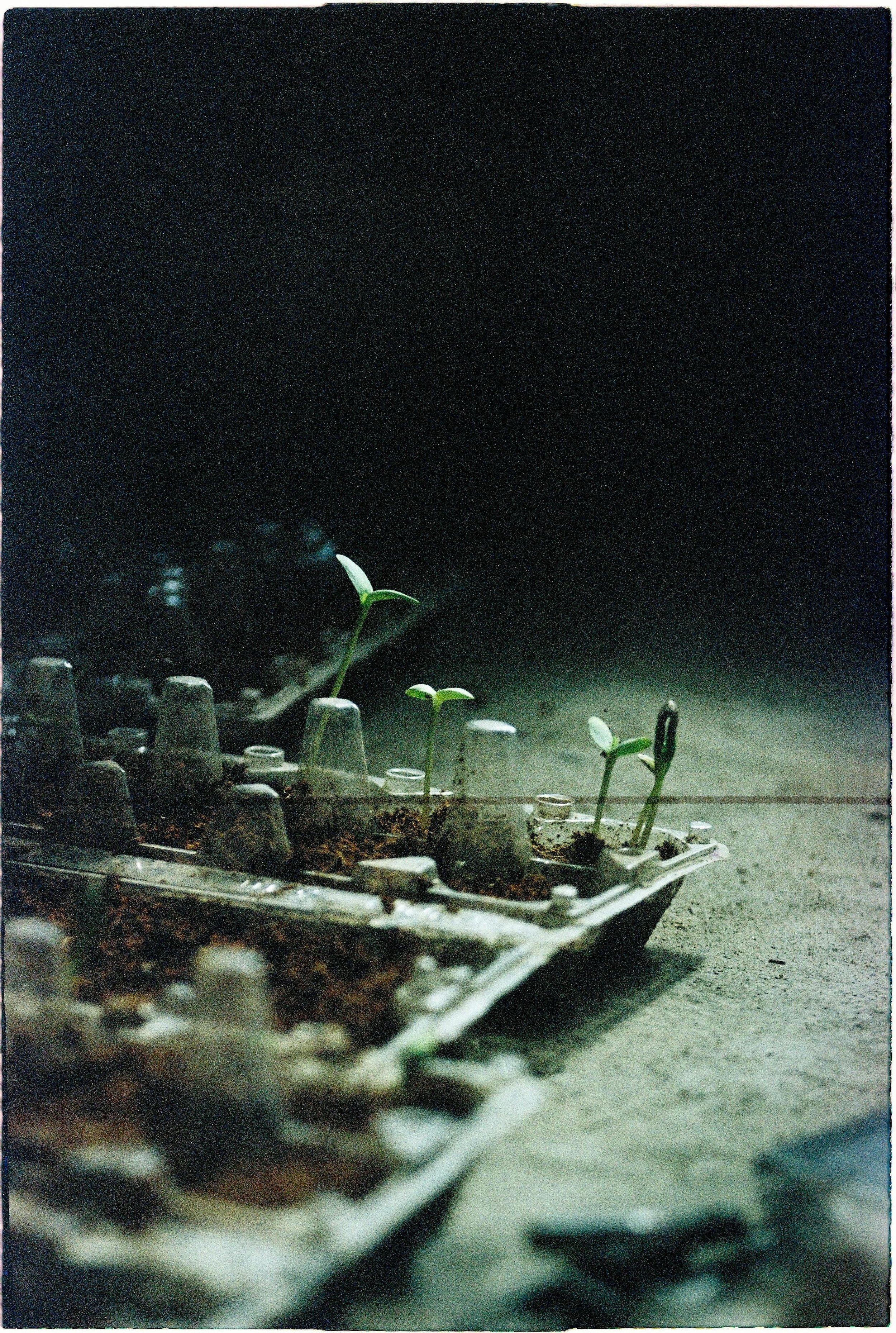 seedling-growing-beginner-gardening