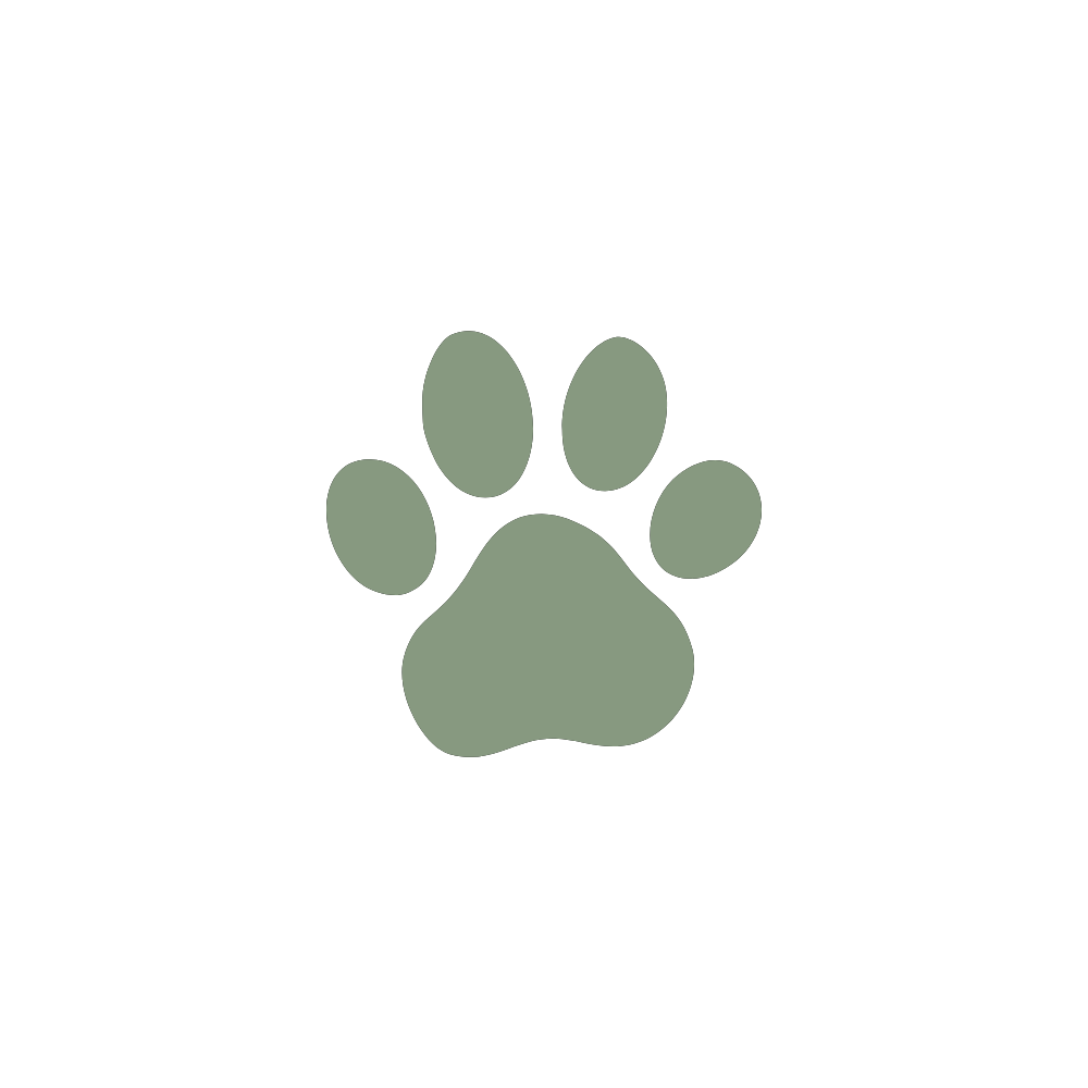 dog-training-basics-beginner
