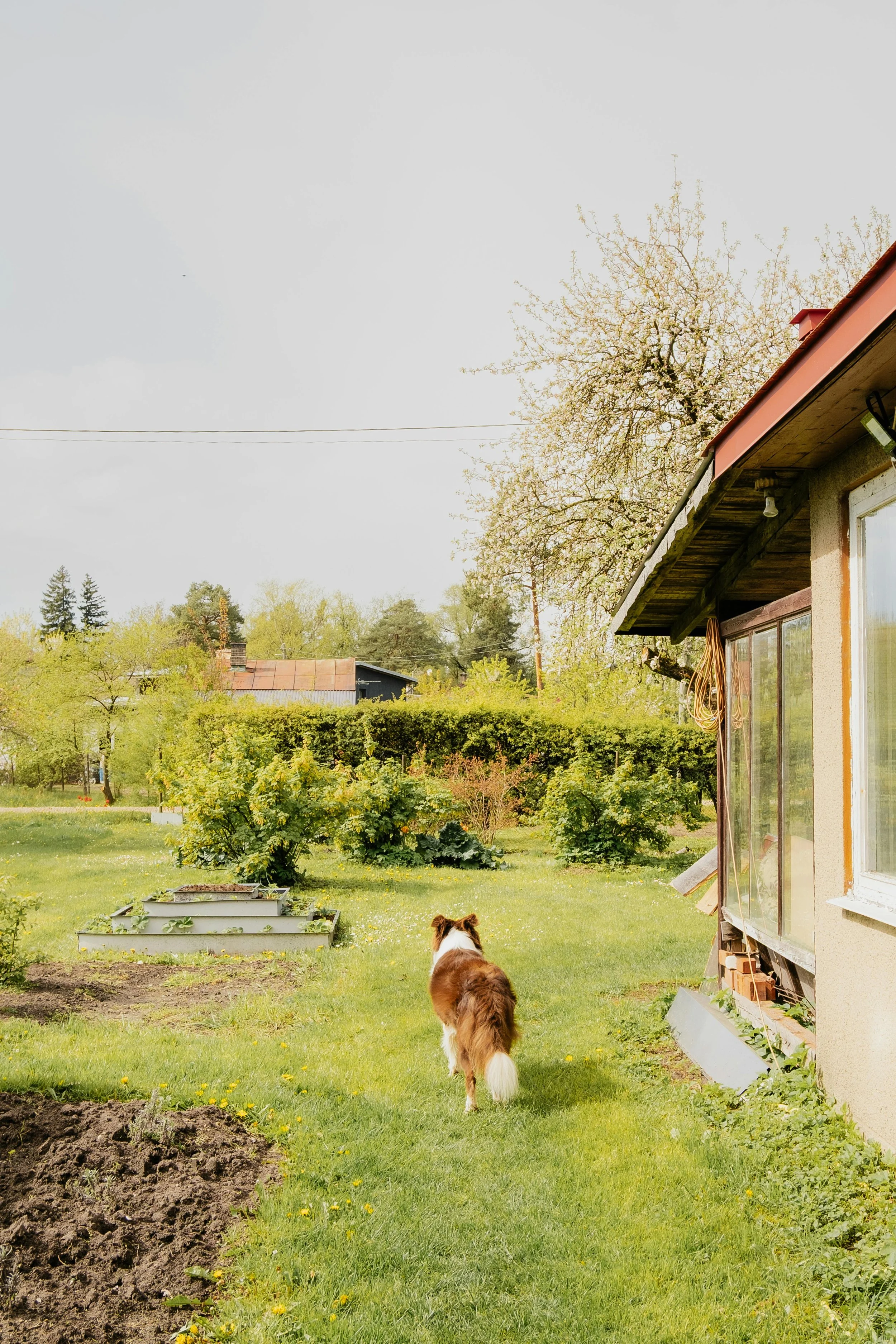 health-grow-food-dog