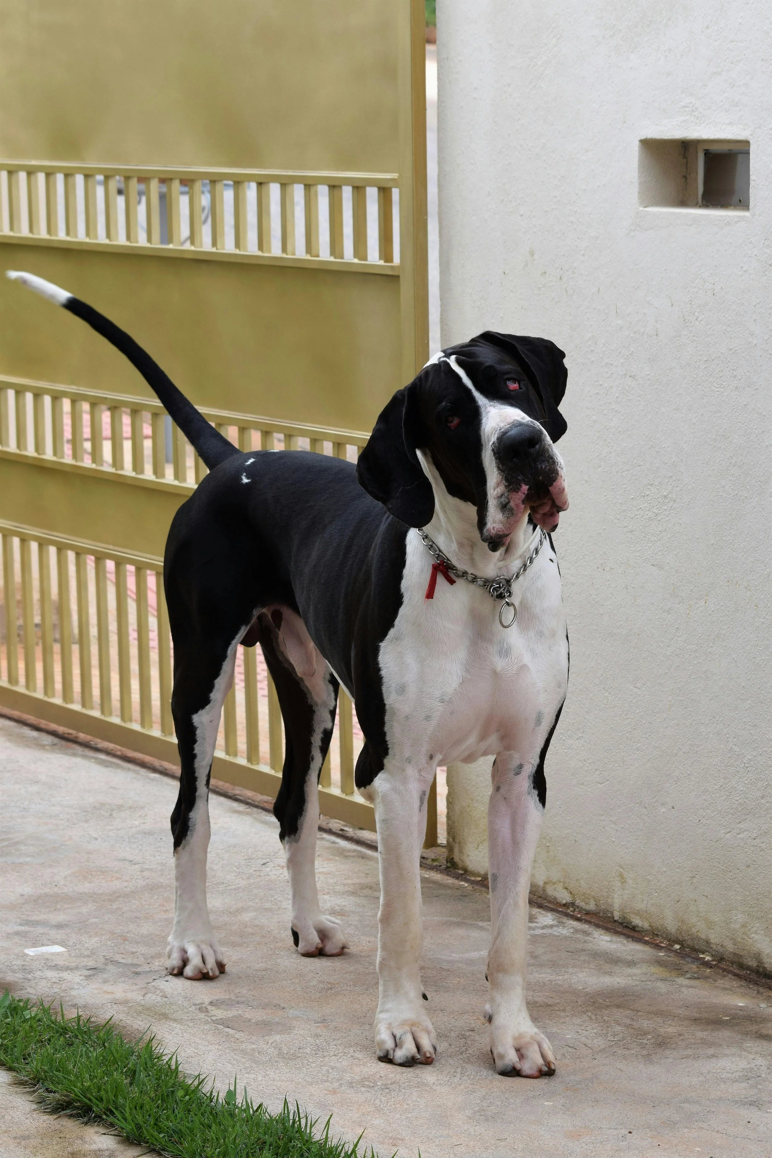 dog-curious-dog-training