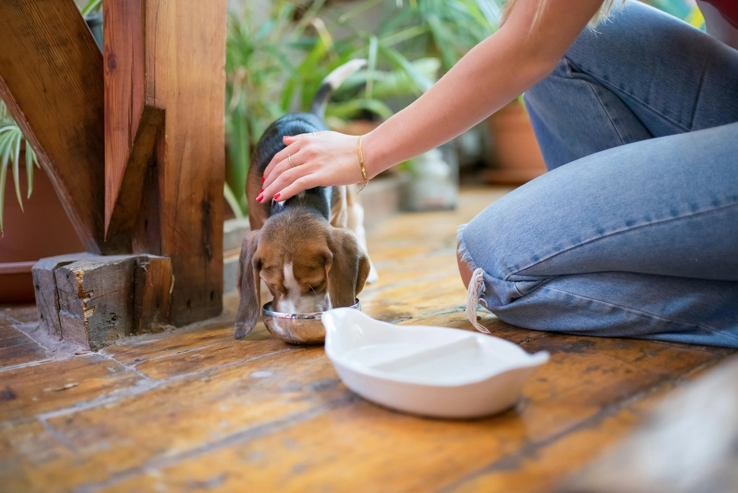 A person in jeans is kneeling on a brick floor, petting a Basset Hound dog that is eating from a metal bowl.