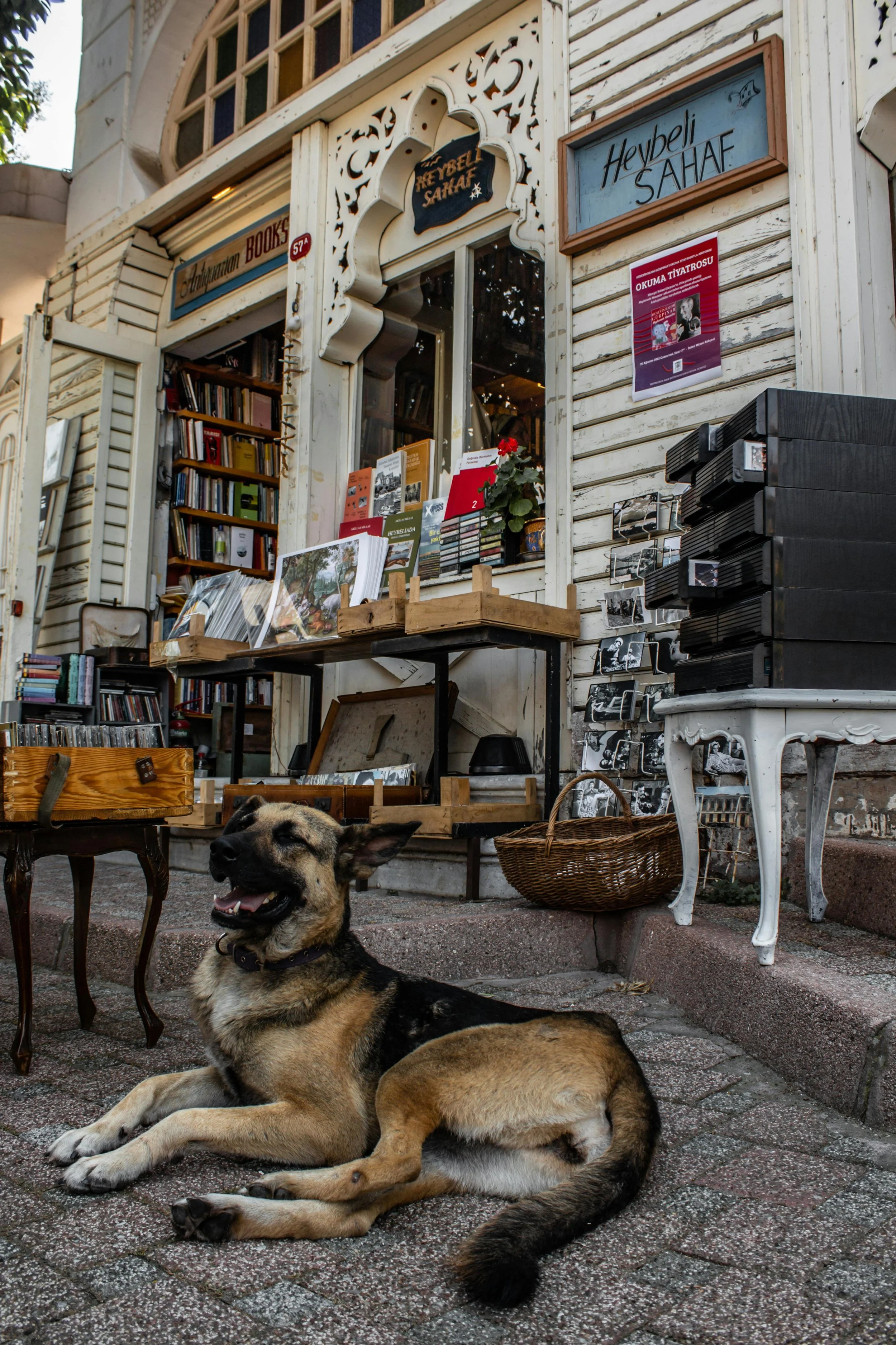 dog-training-dog-behavior