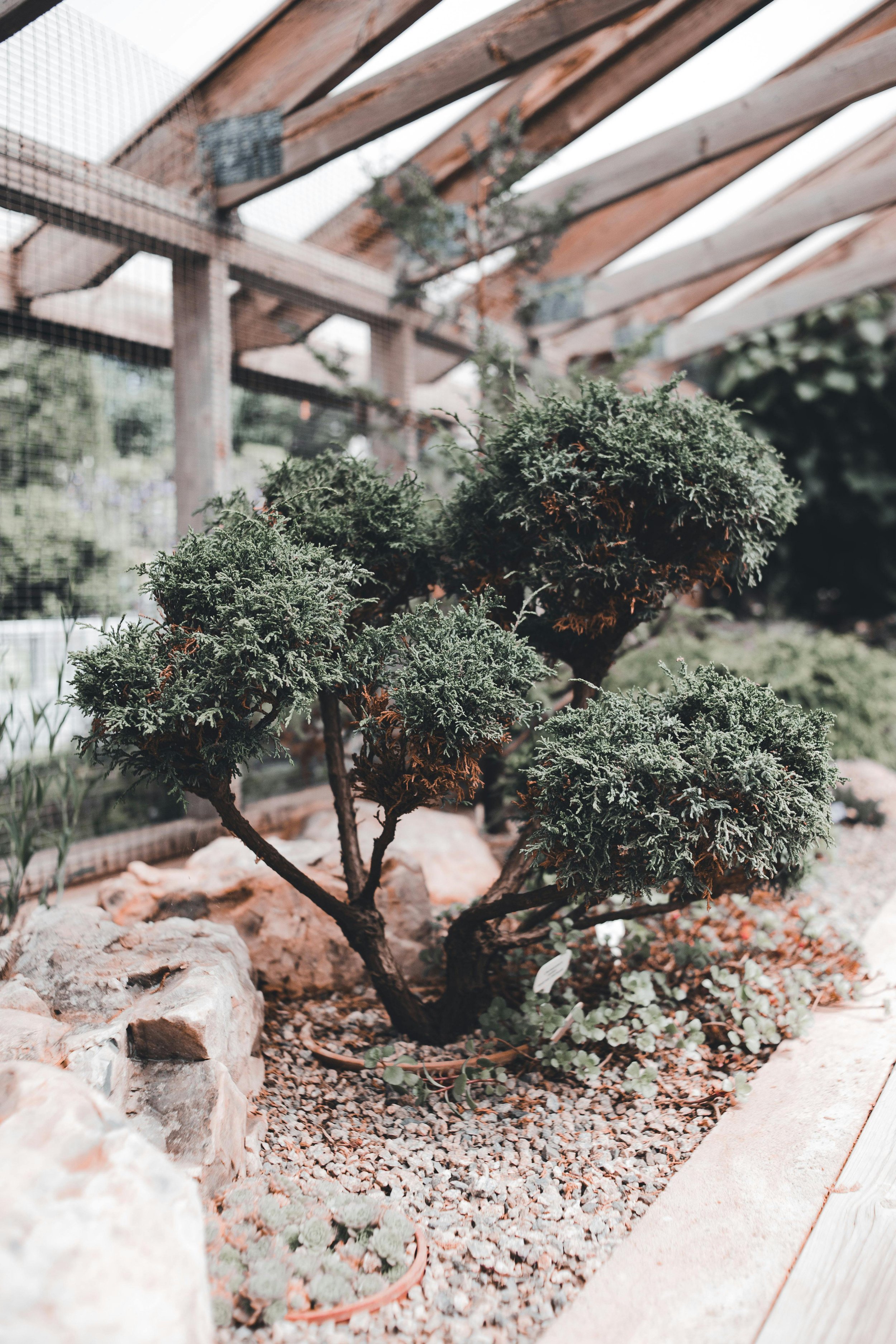 shrub-wyoming-native-perennials