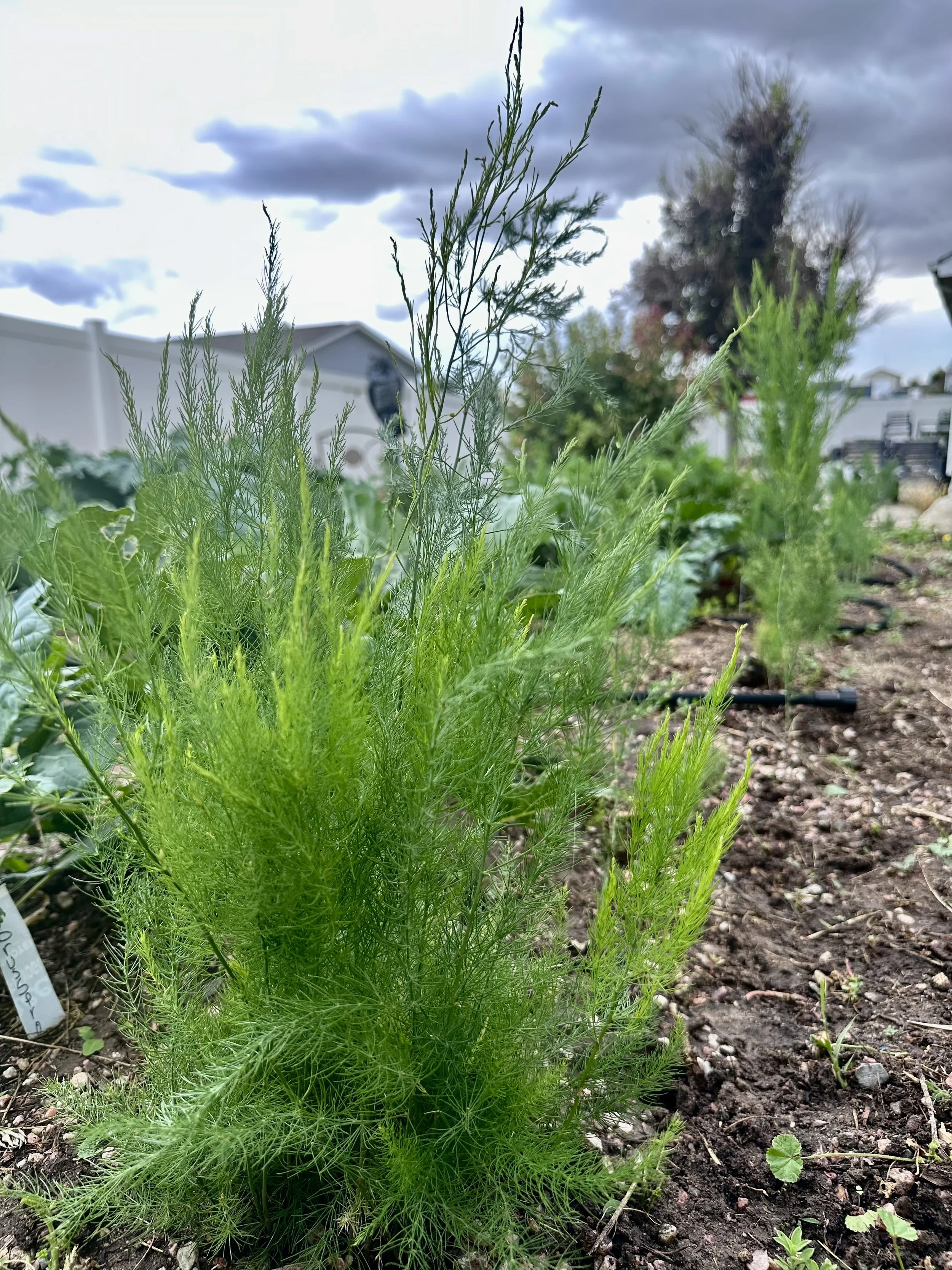 asparagus-garden-grow-seed