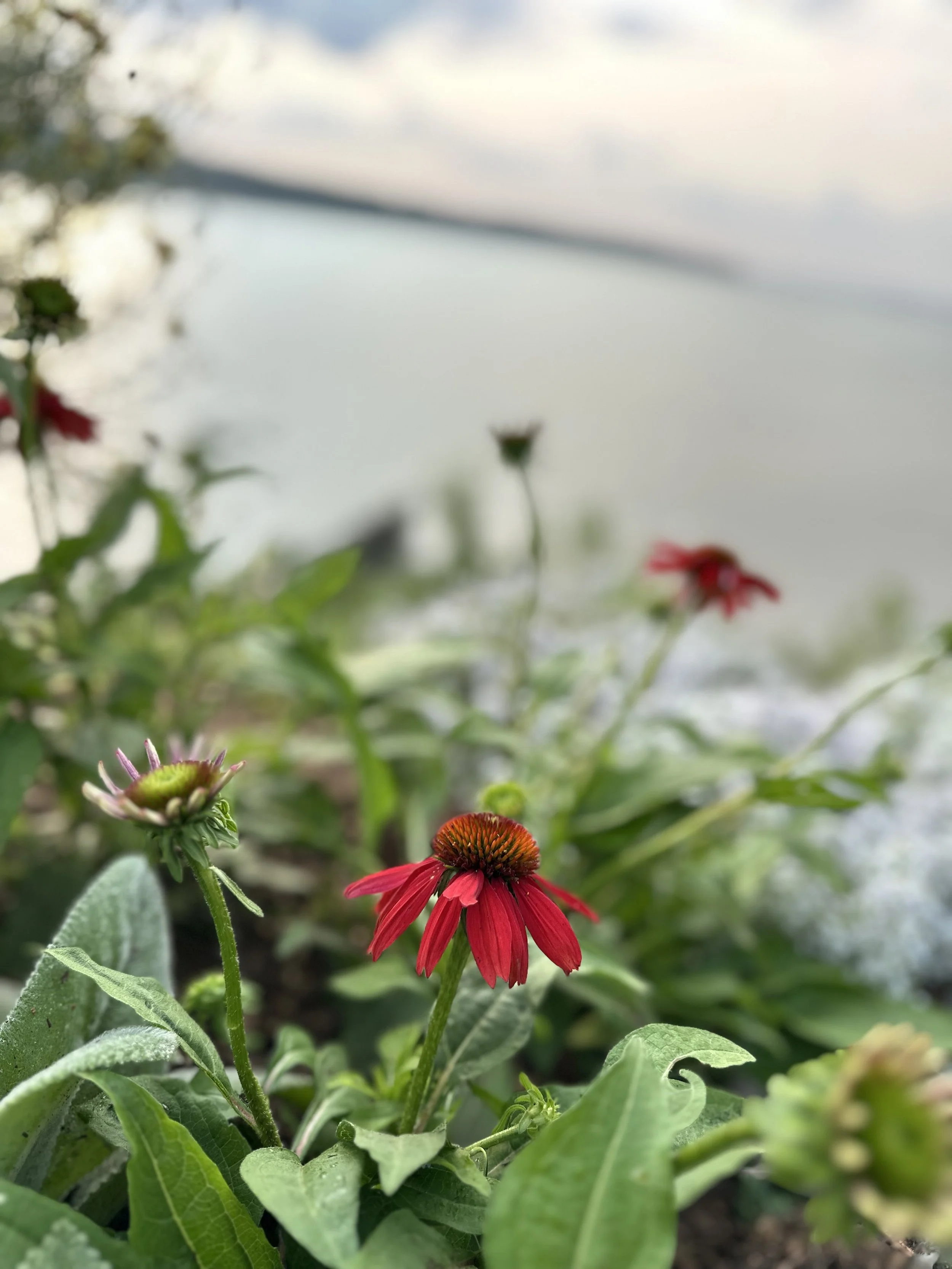 BotanicBlueprint_ListeningGarden_close copy.jpg