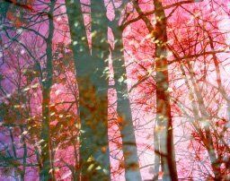 ColorfulTrees_Sr1.jpg.jpg
