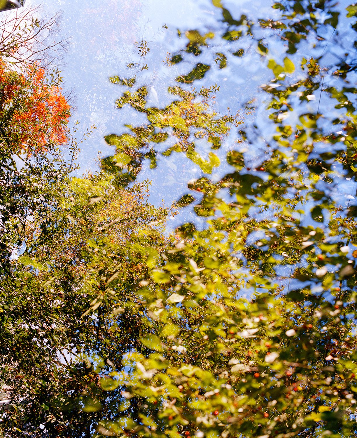 LeafySky_Sr1-Edit.jpg