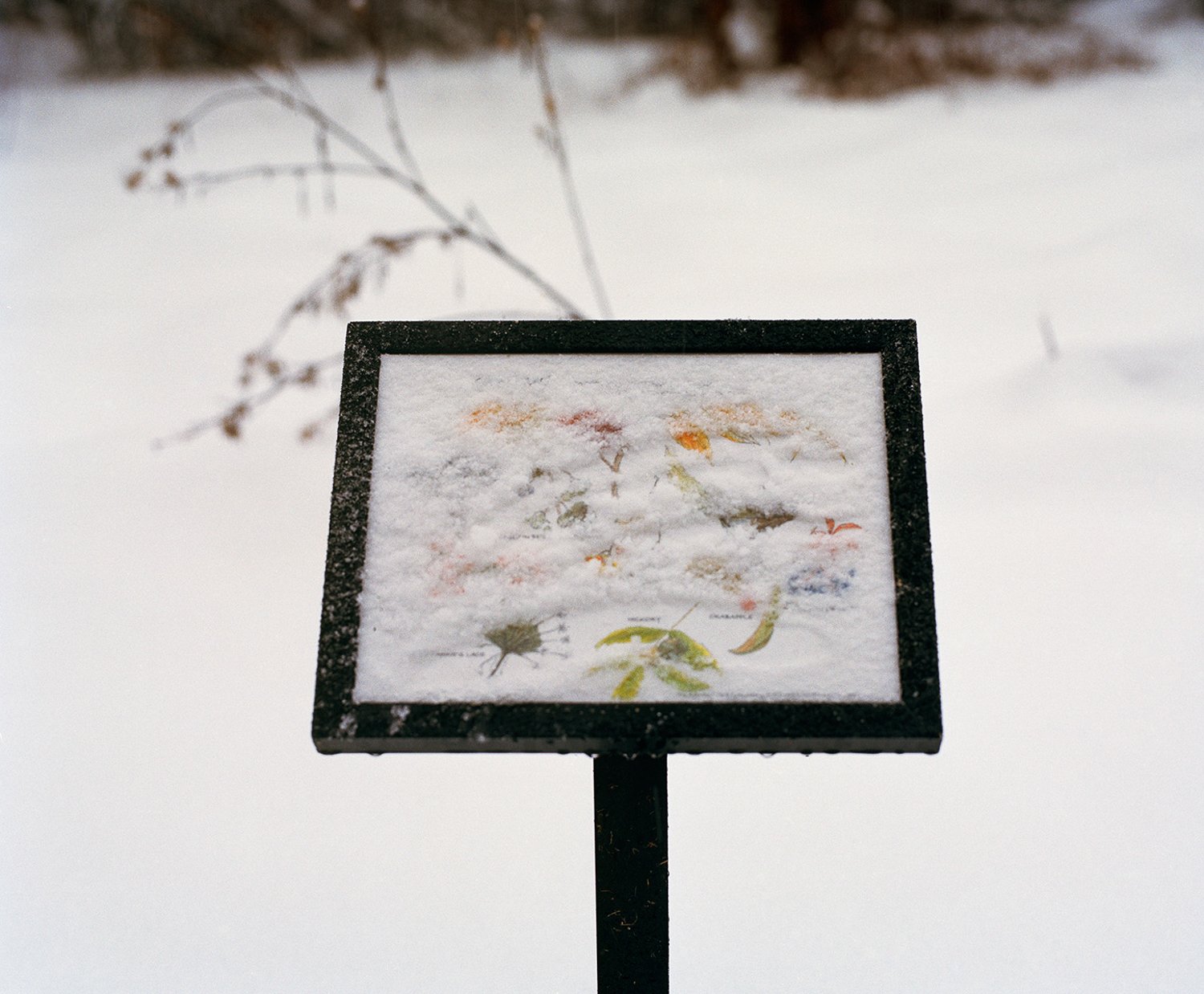ArboretumSnow_SDK14 001.jpg