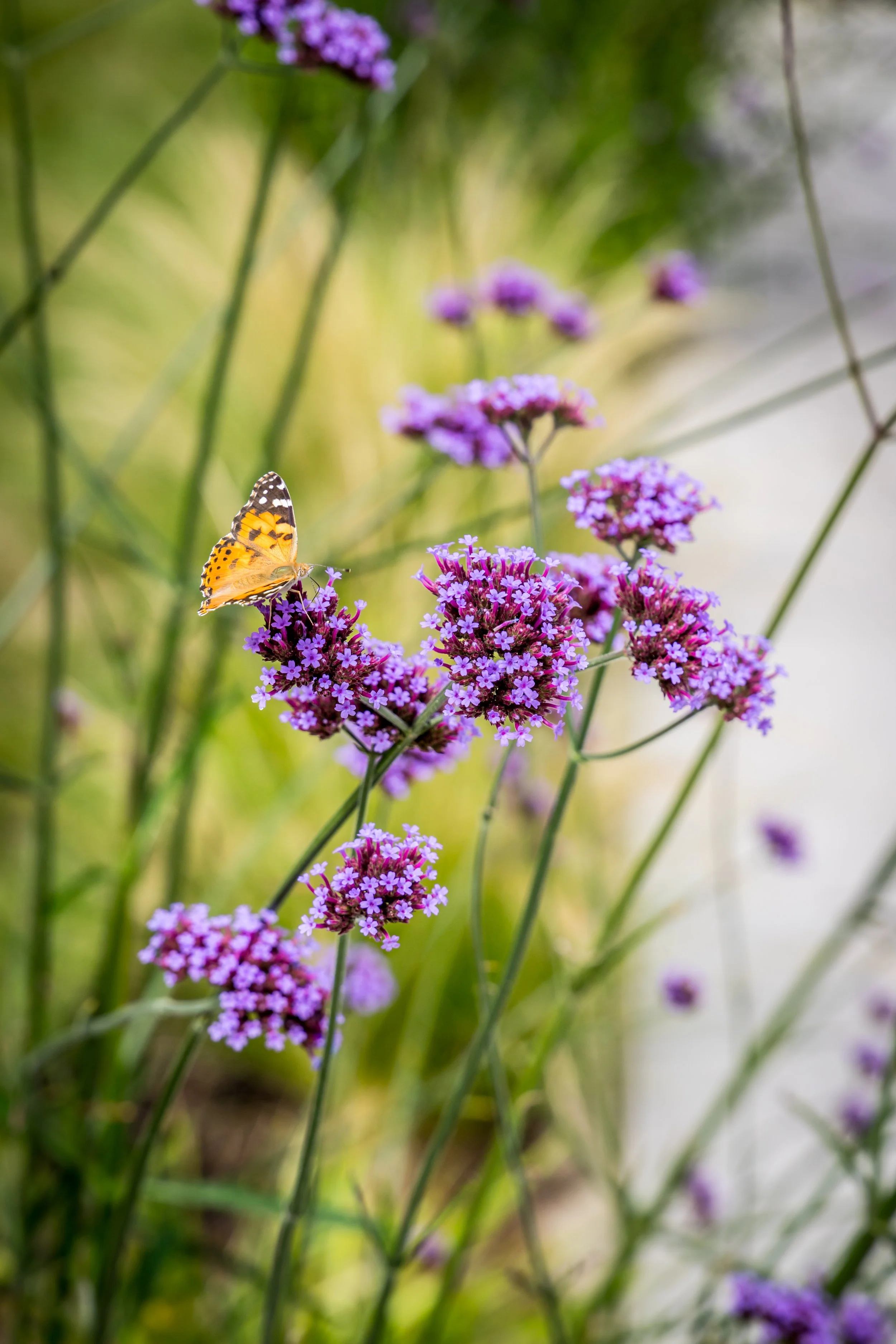 Drought-resistant garden design: Creating a garden for hotter, drier summers