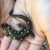 April Vacation Forest Workshop 4/20-4/23 9:00-12:00