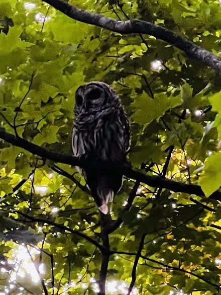 Owl.jpg