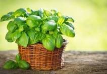 Basil, dried