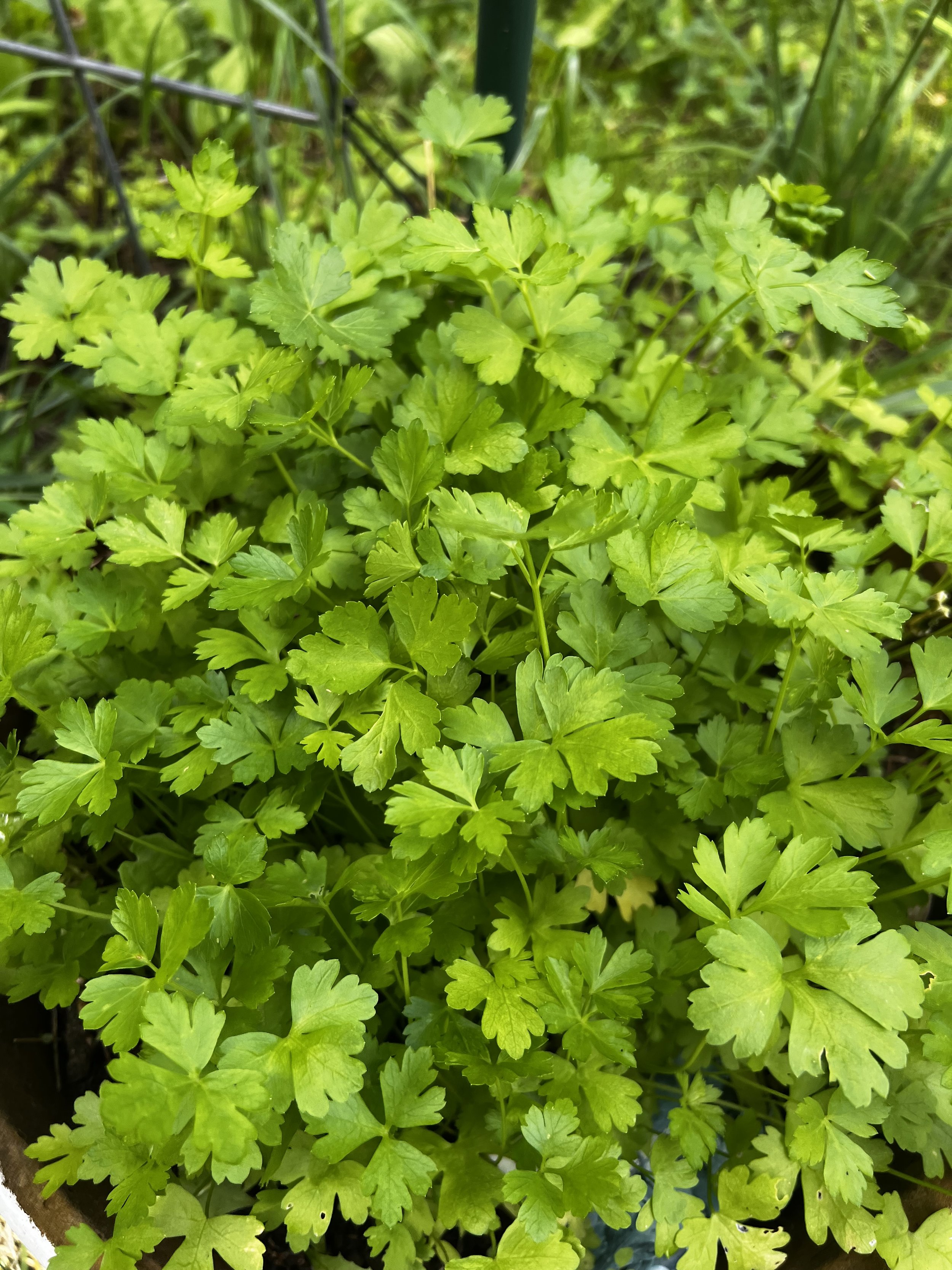 Plant Starter Workshop 3/15 1:00-3:00