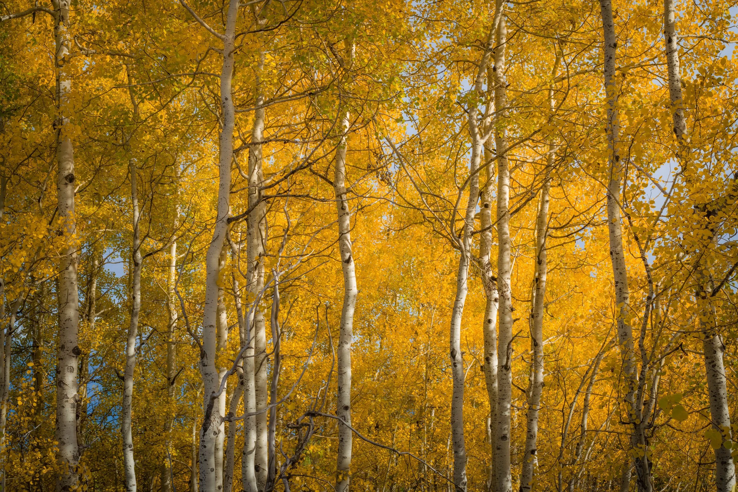Apsne Trees 1.jpeg