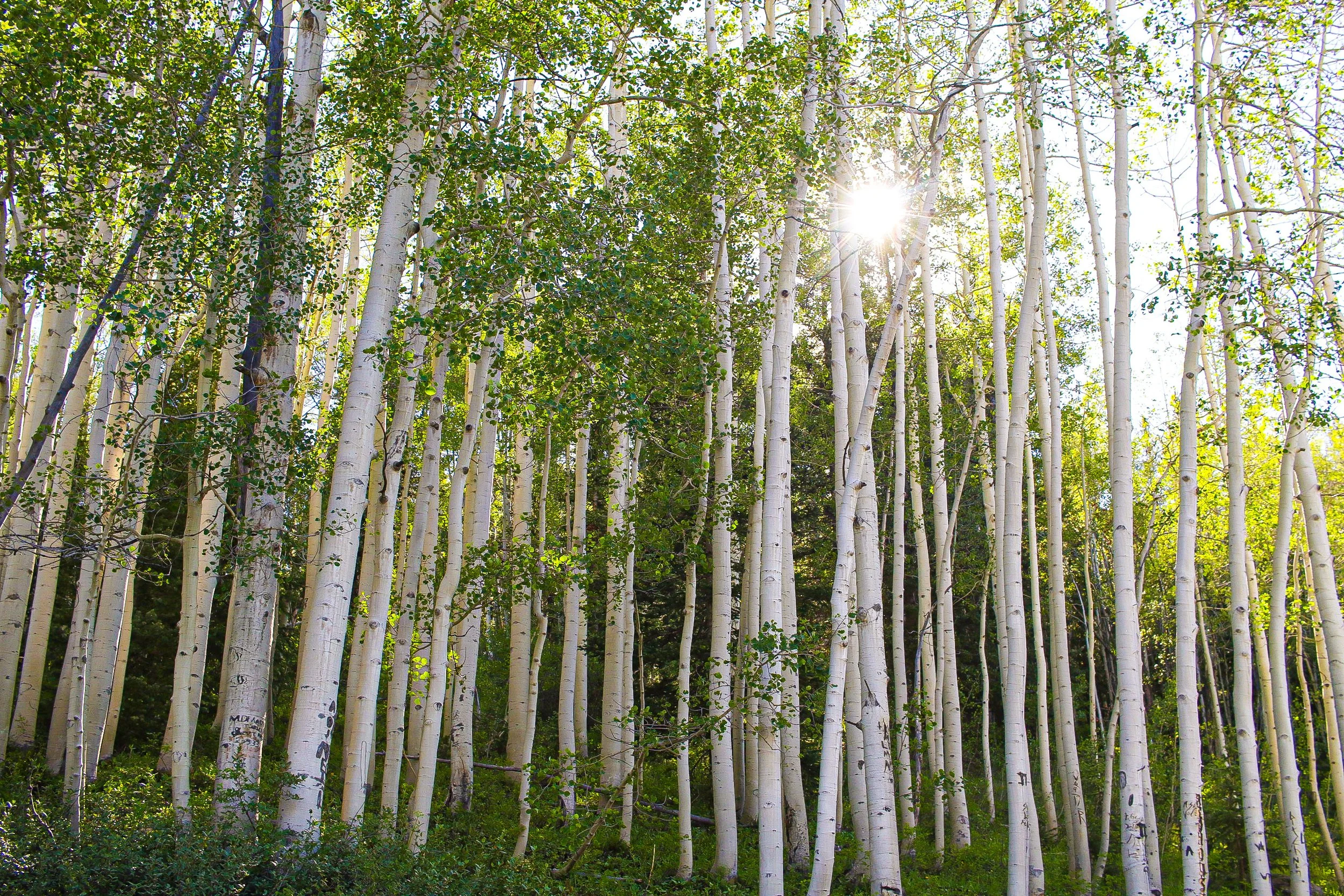Aspen Trees.jpeg