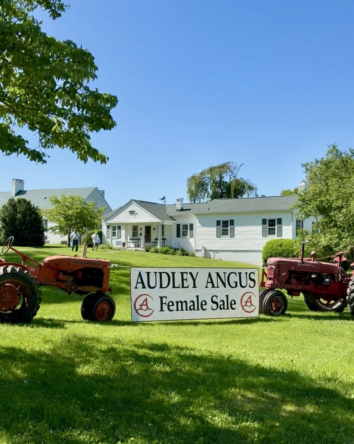 Two red tractors and an Audley Farm Female Sale Sign