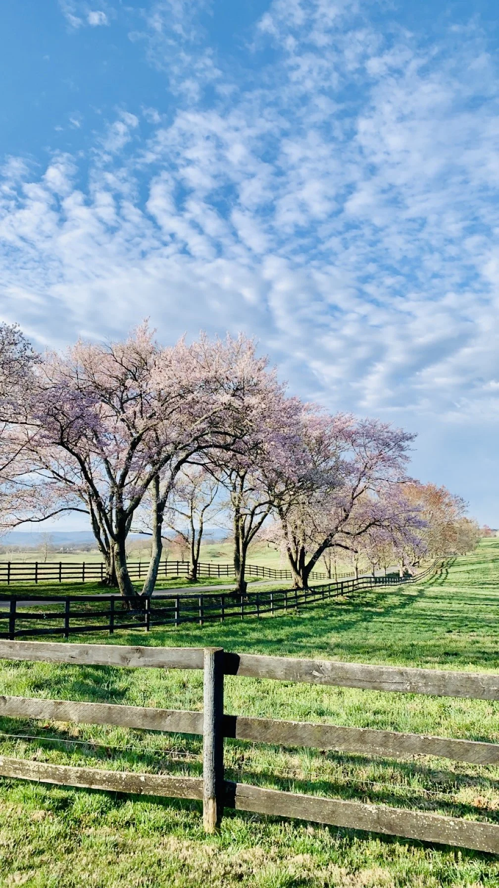 You’re Invited: Spring Market &amp; Open House at Audley Farm